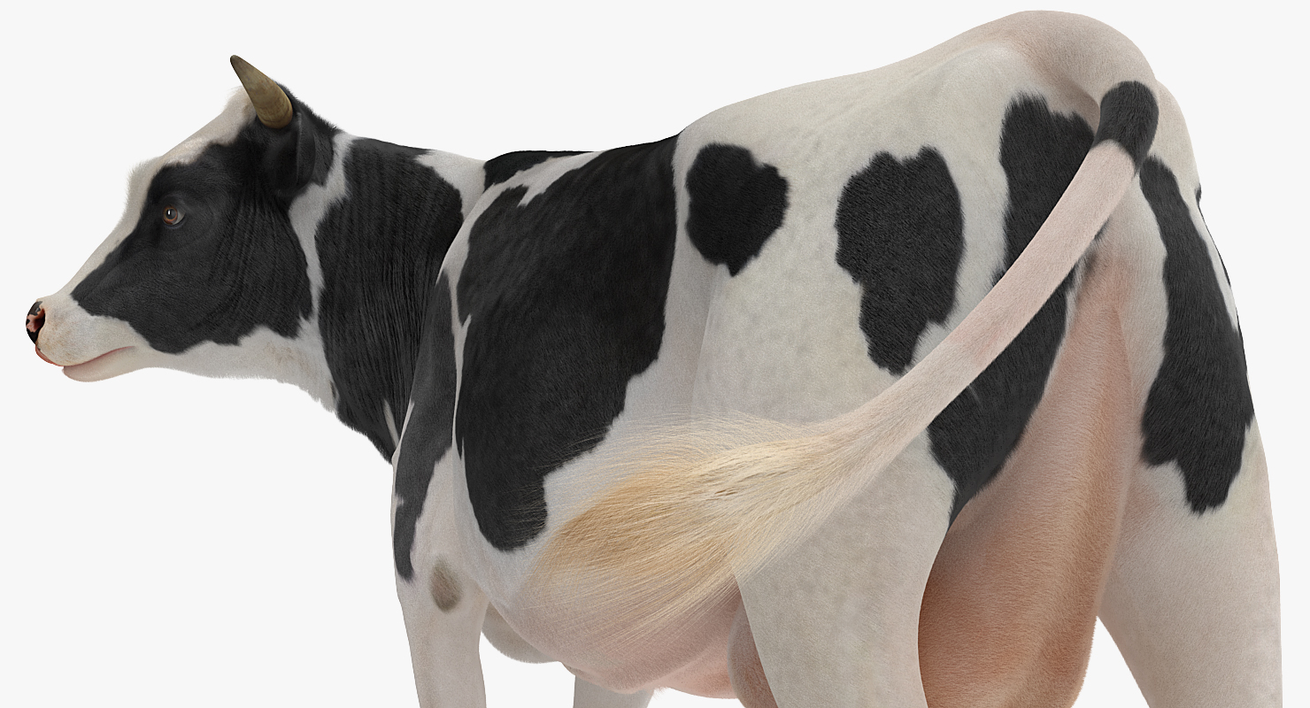3D Holstein Cow with Fur