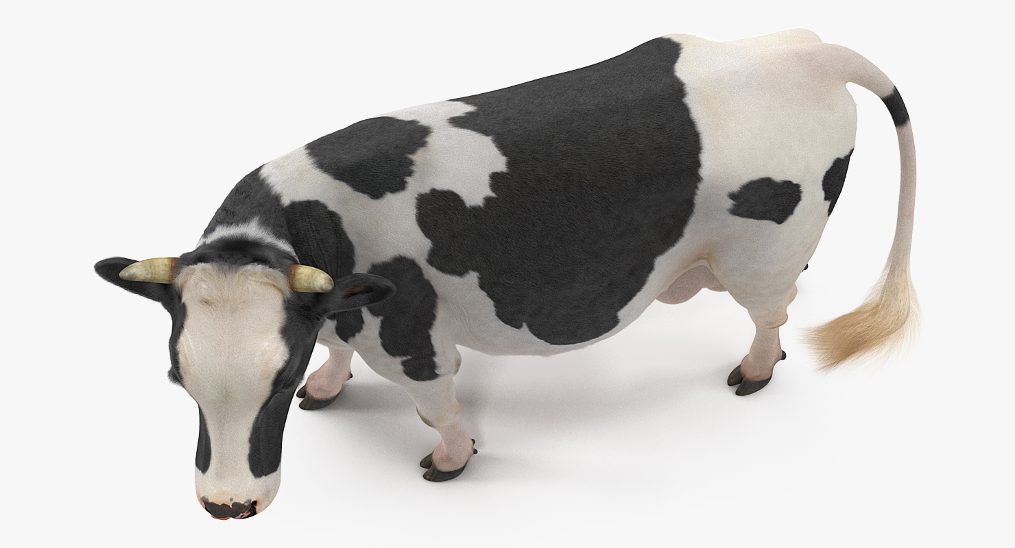 3D Holstein Cow with Fur
