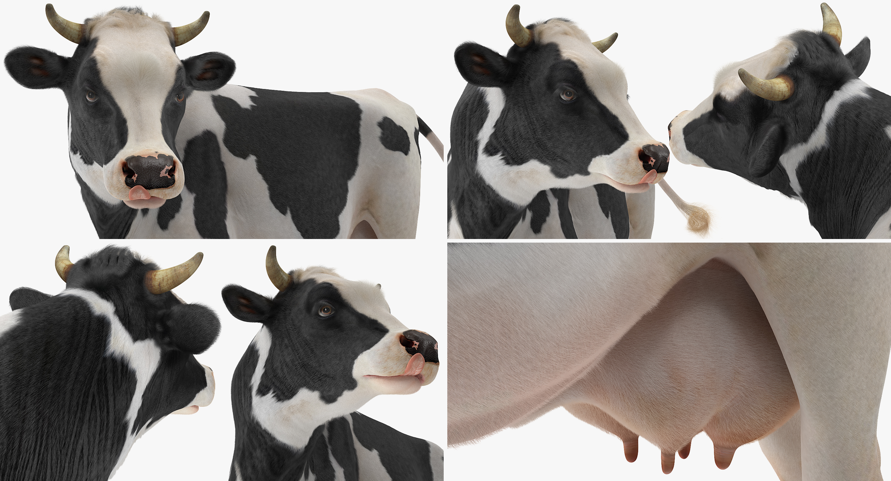 3D Holstein Cow with Fur