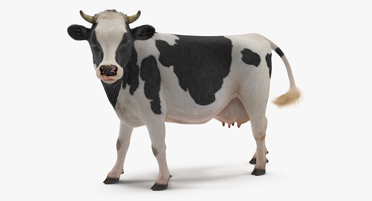 3D Holstein Cow with Fur