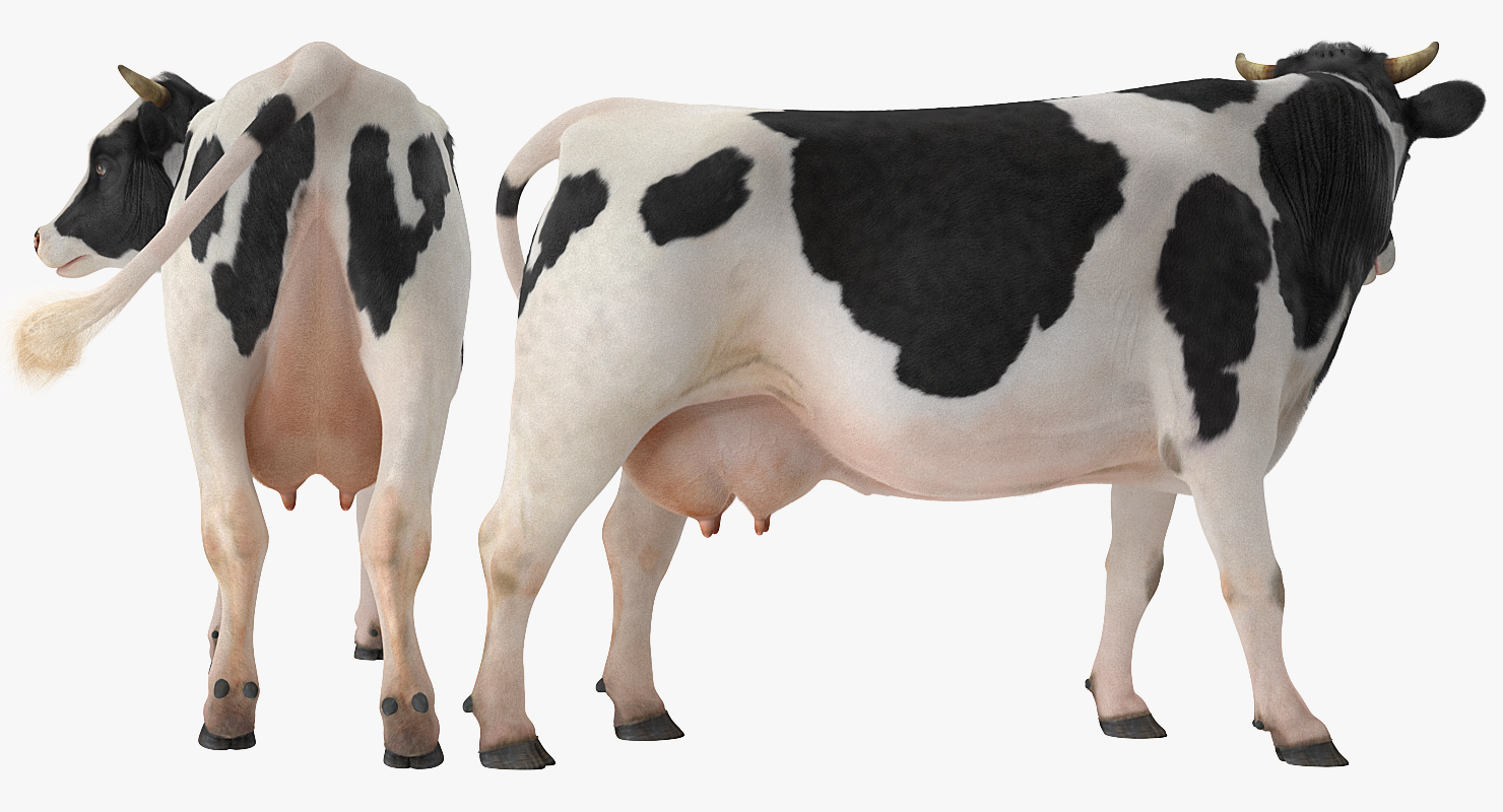 3D Holstein Cow with Fur