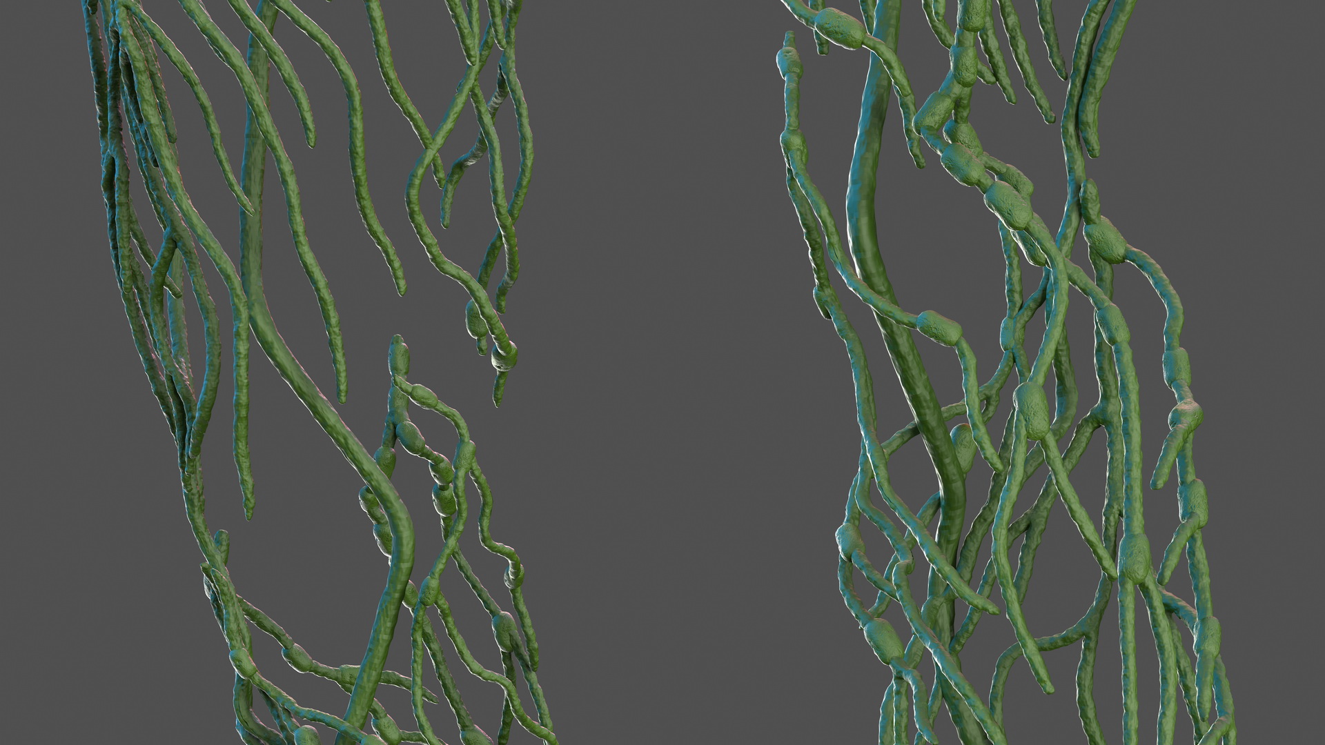 Human Lymphatic System Full Body 3D