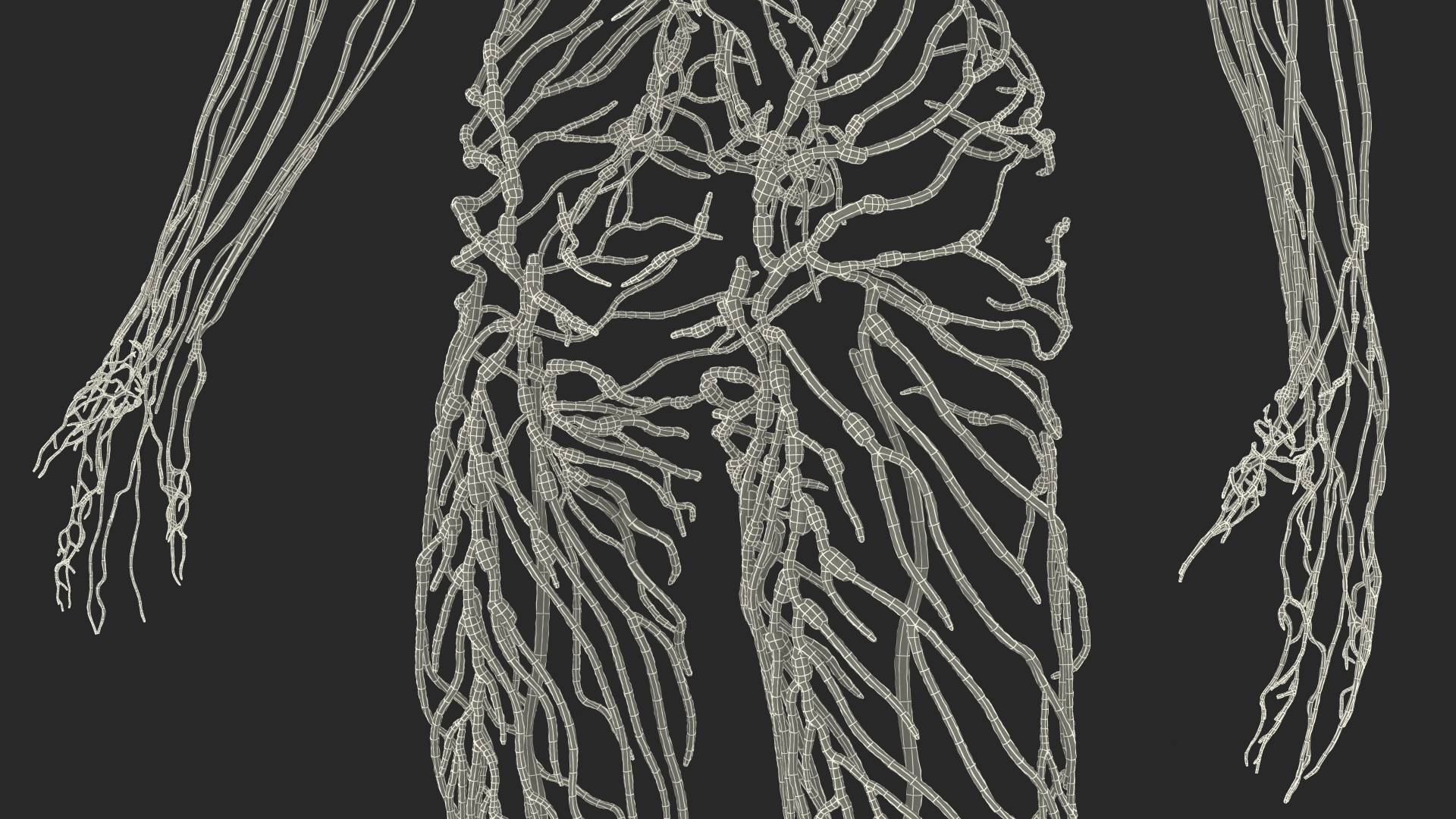 Human Lymphatic System Full Body 3D