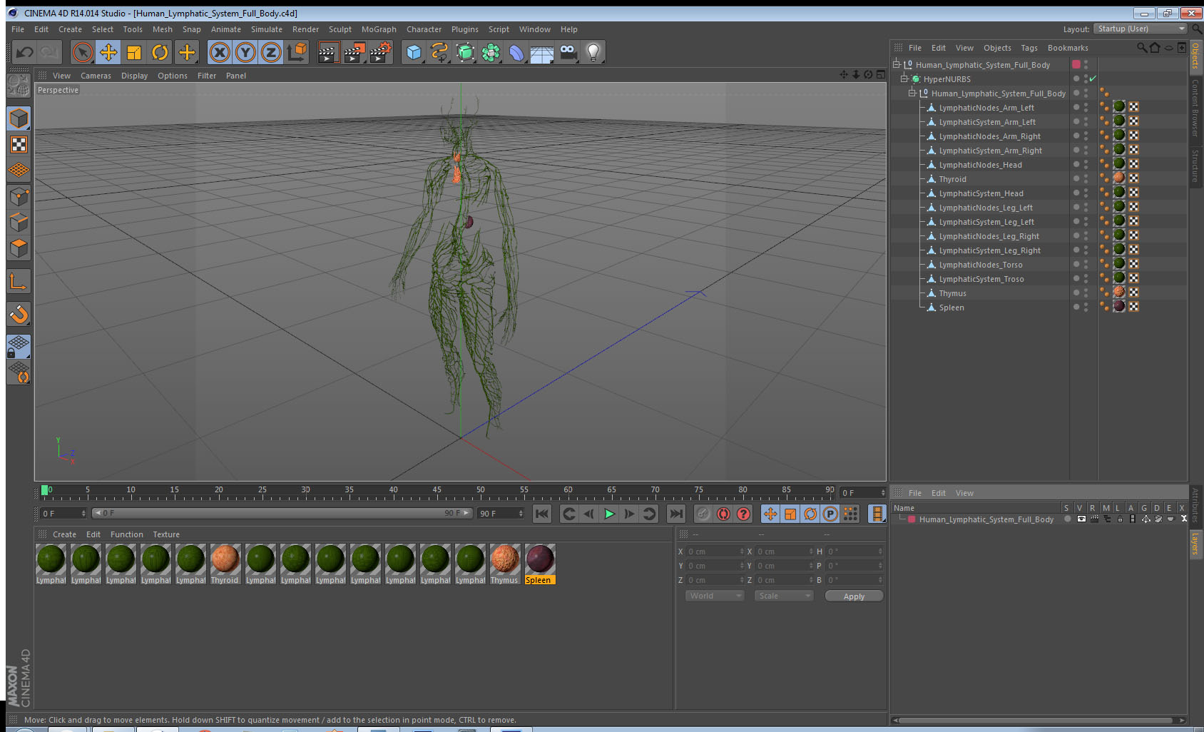 Human Lymphatic System Full Body 3D