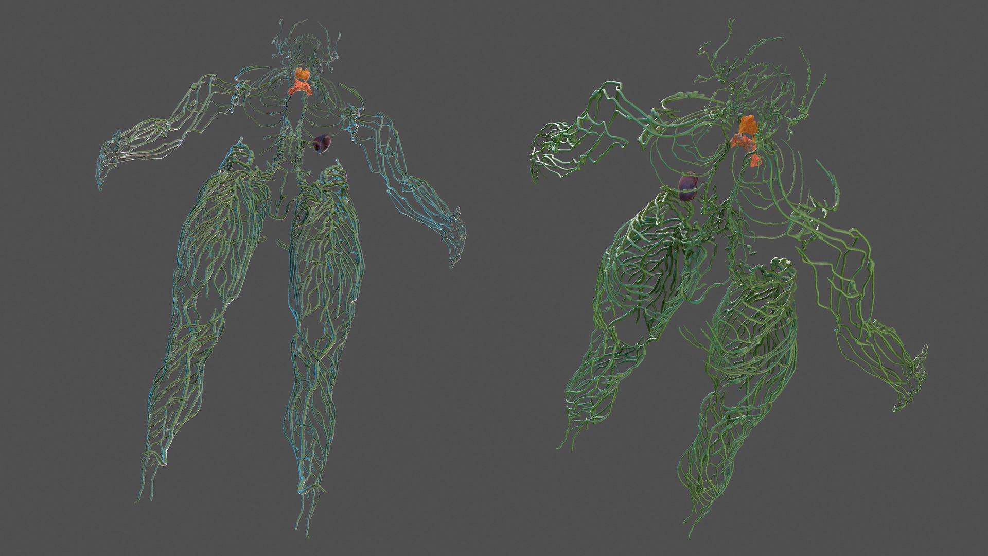 Human Lymphatic System Full Body 3D