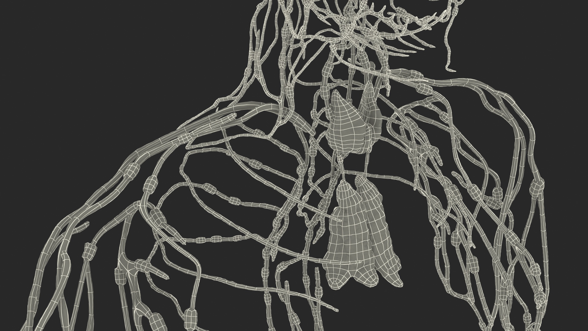 Human Lymphatic System Full Body 3D