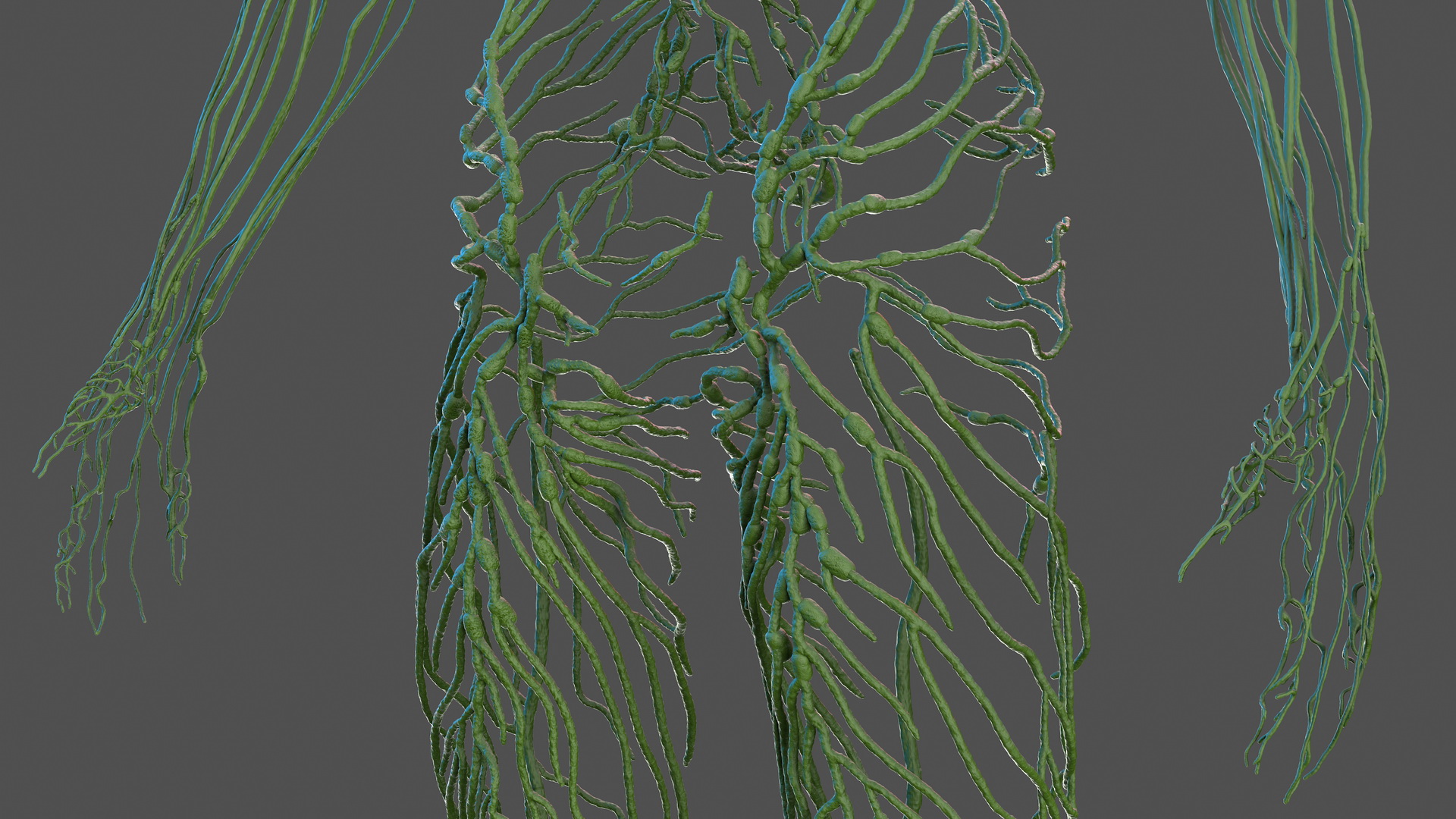 Human Lymphatic System Full Body 3D