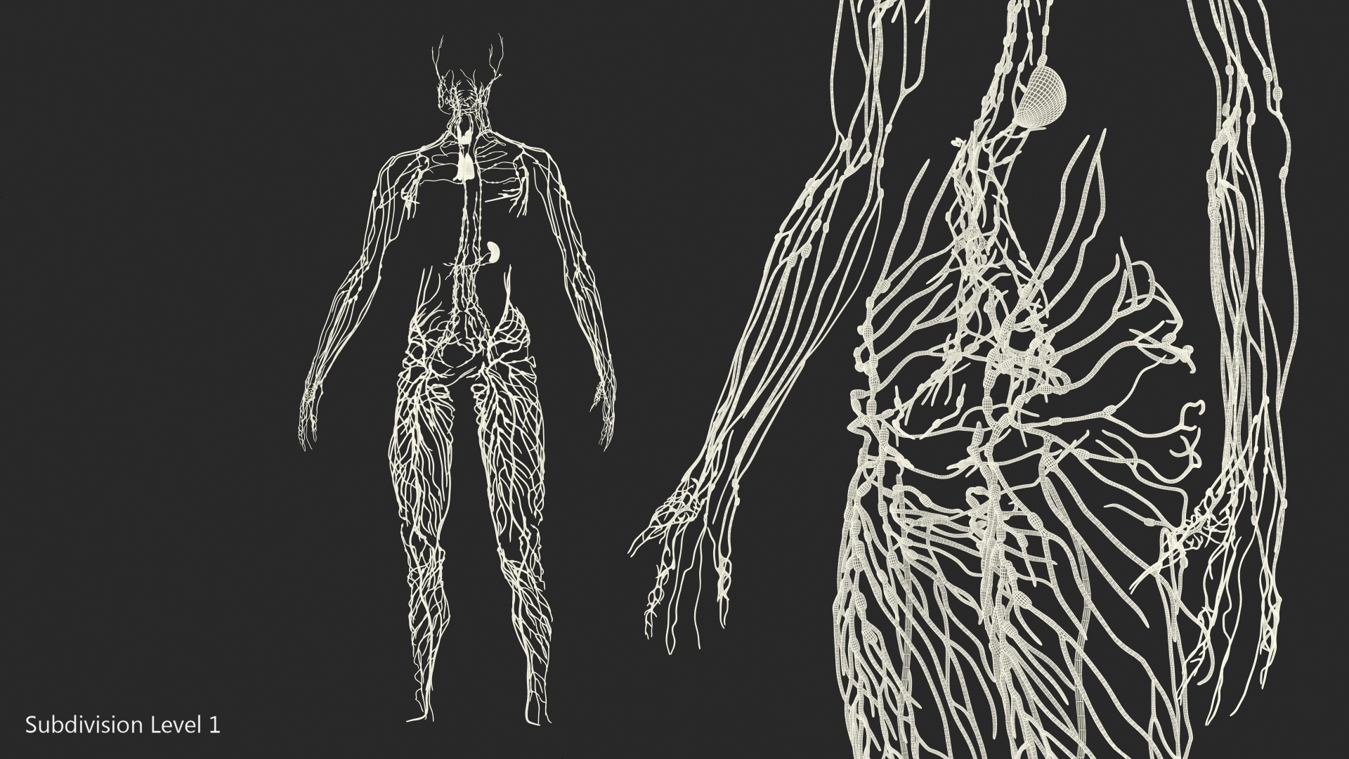 Human Lymphatic System Full Body 3D