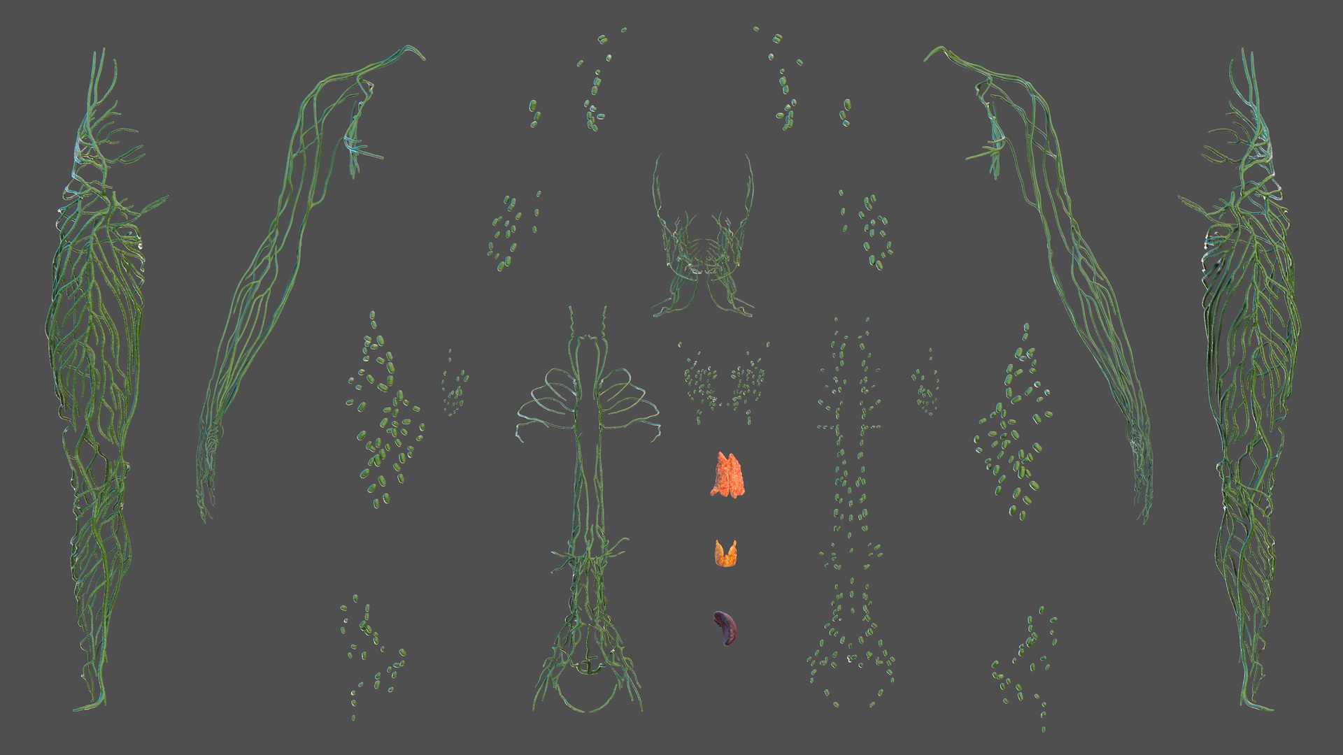 Human Lymphatic System Full Body 3D