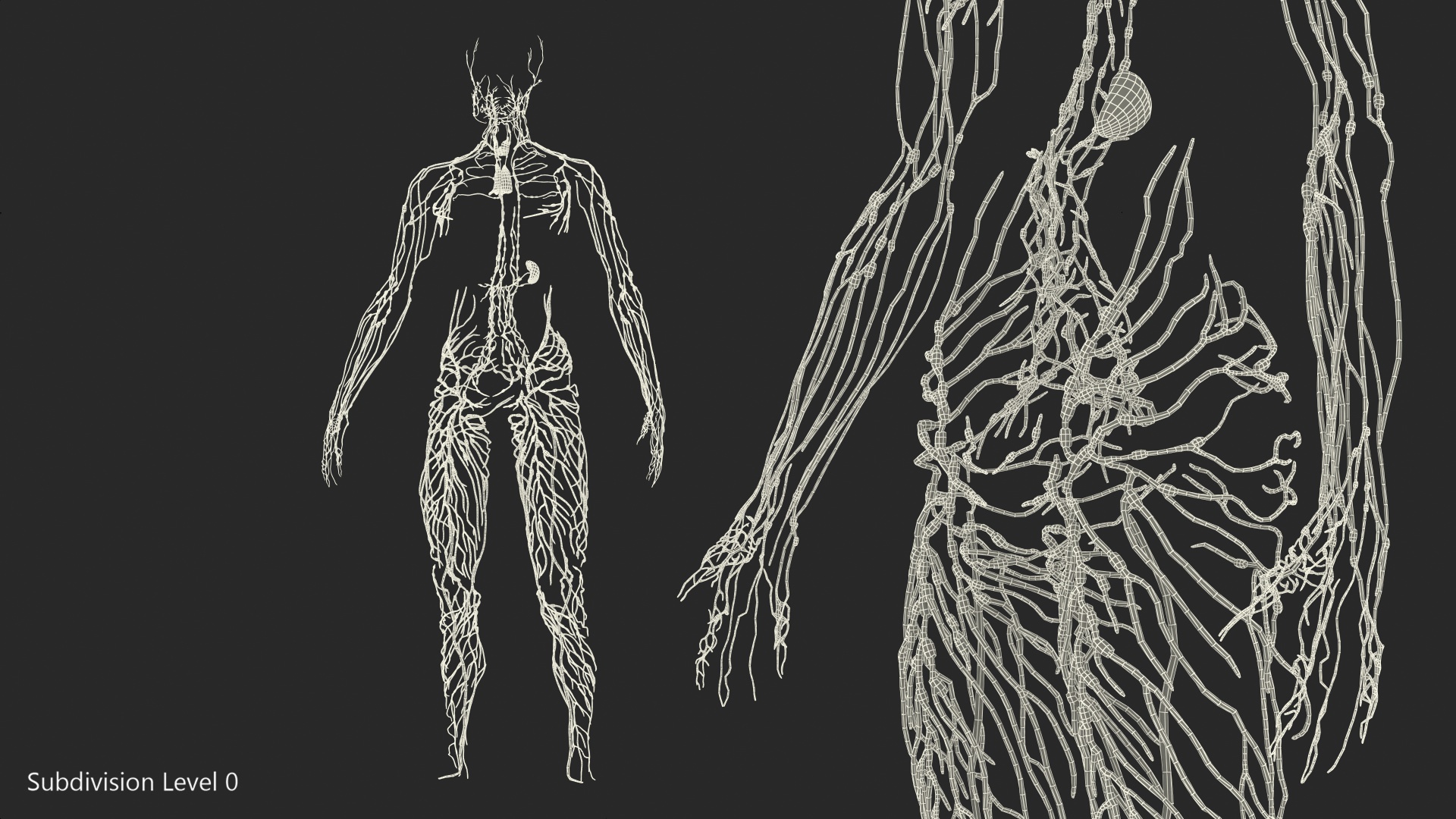 Human Lymphatic System Full Body 3D