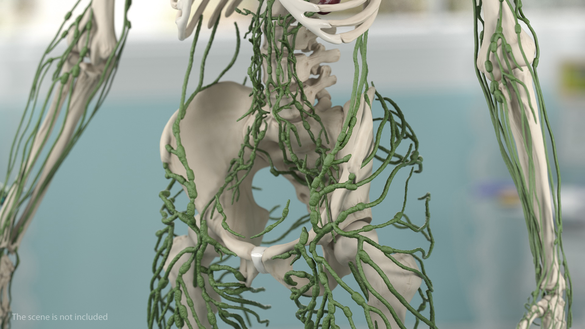 Human Lymphatic System Full Body 3D