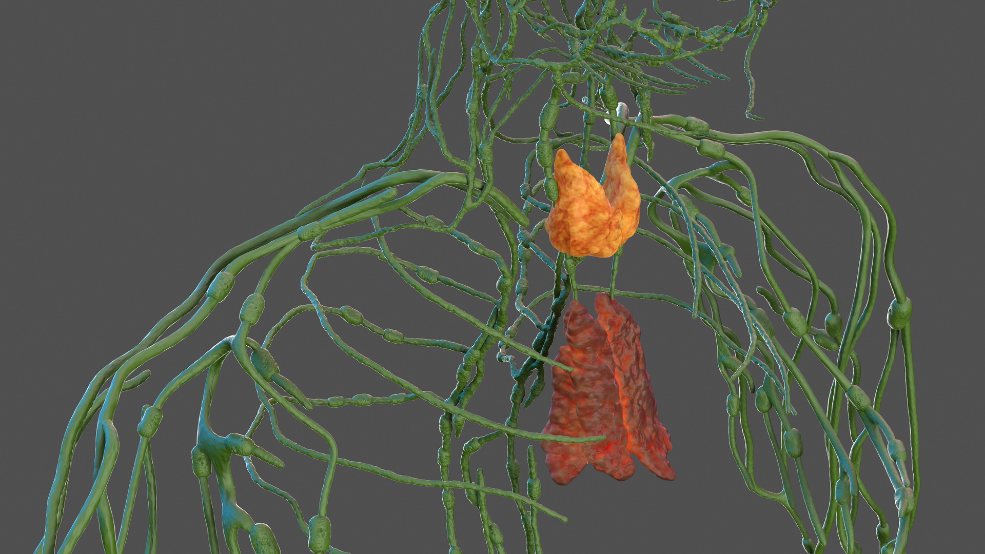 Human Lymphatic System Full Body 3D