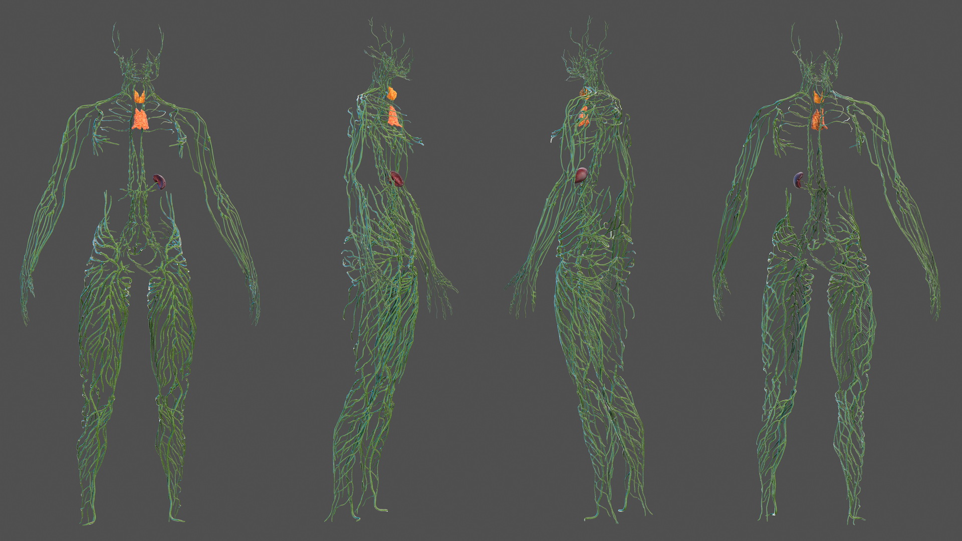 Human Lymphatic System Full Body 3D
