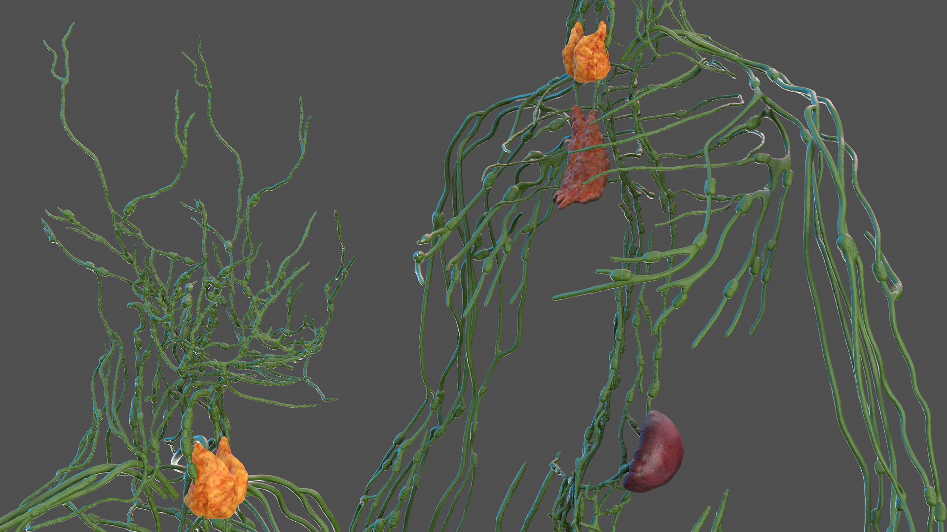 Human Lymphatic System Full Body 3D