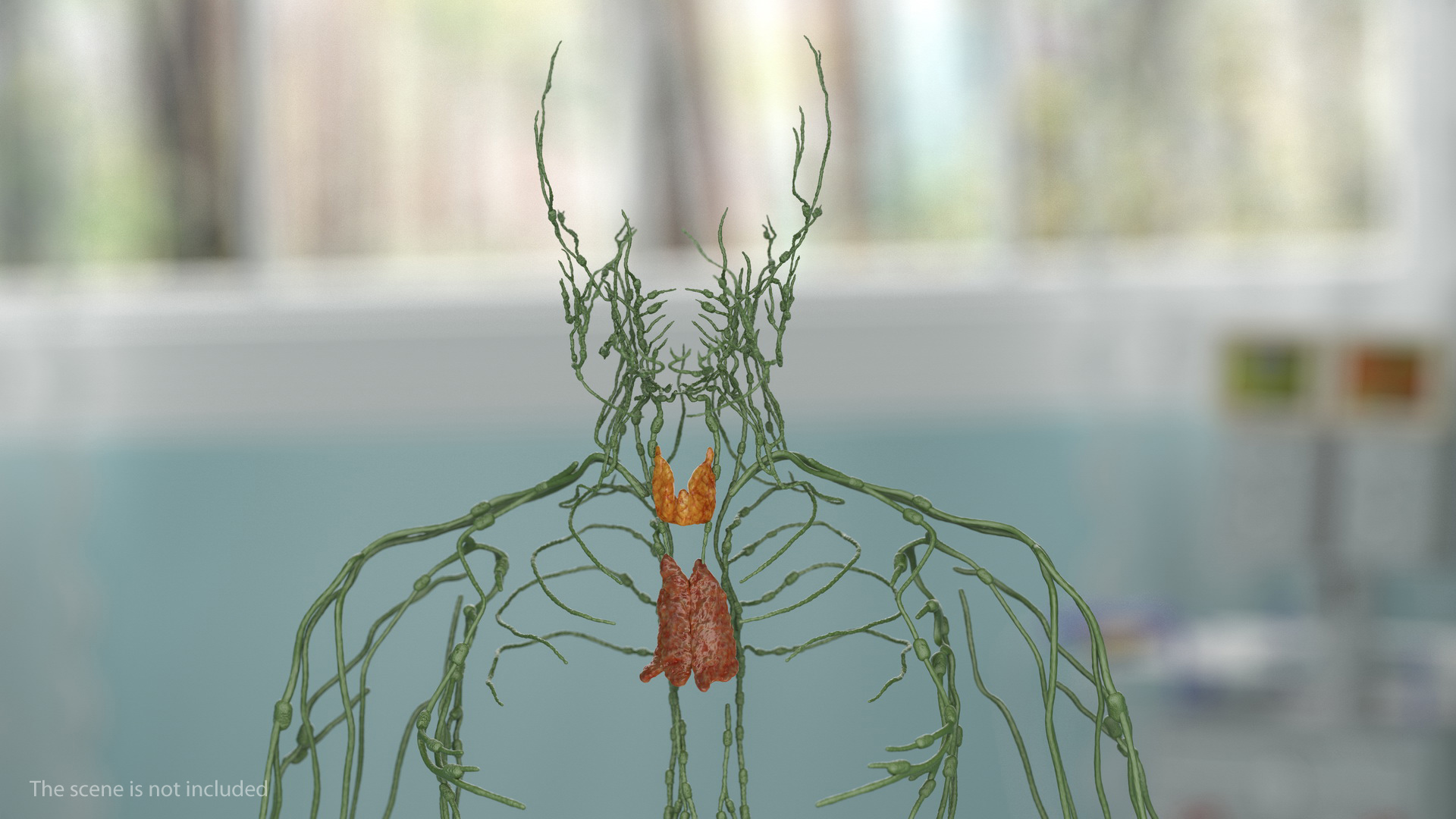 Human Lymphatic System Full Body 3D