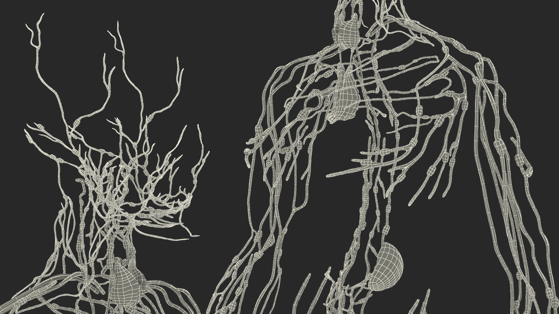 Human Lymphatic System Full Body 3D