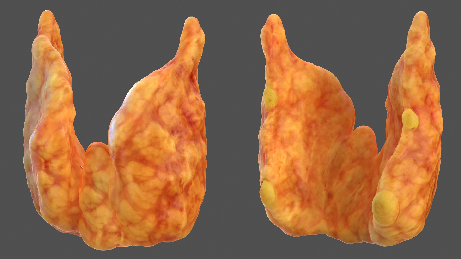 Human Lymphatic System Full Body 3D
