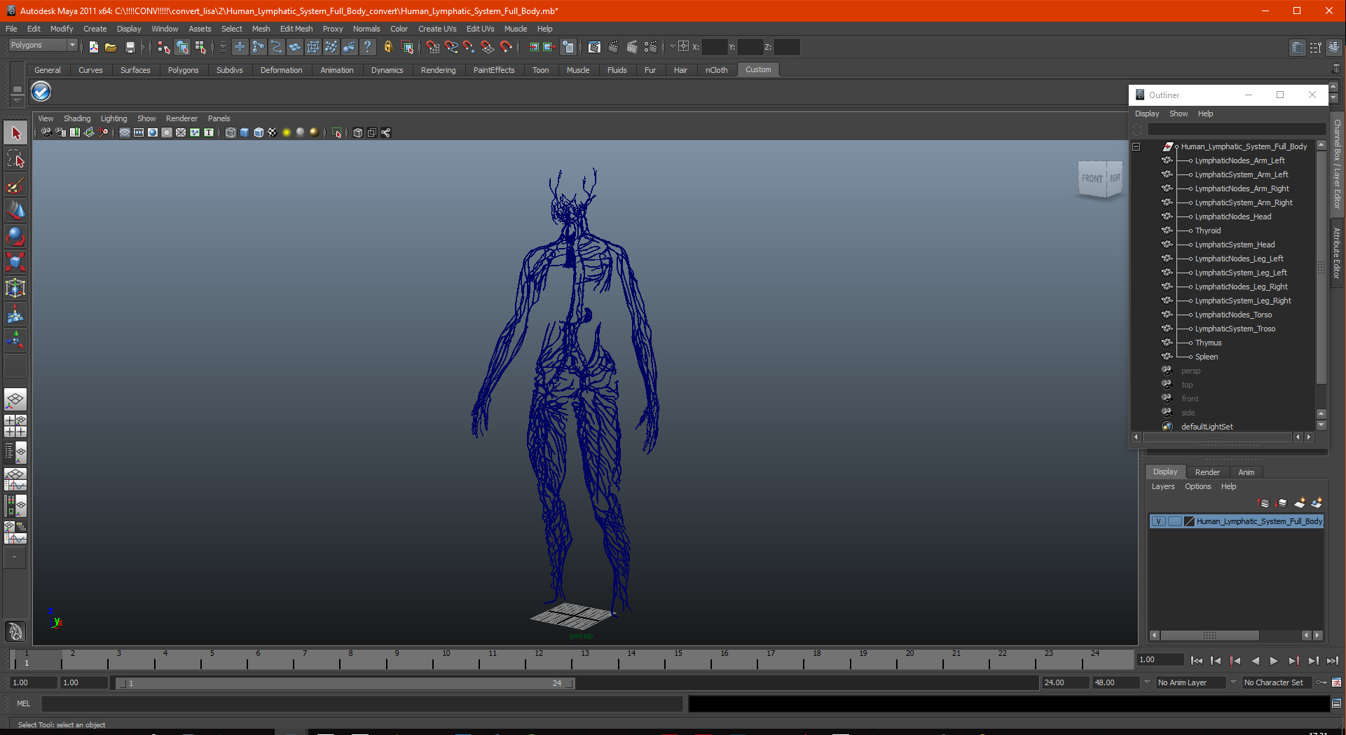 Human Lymphatic System Full Body 3D