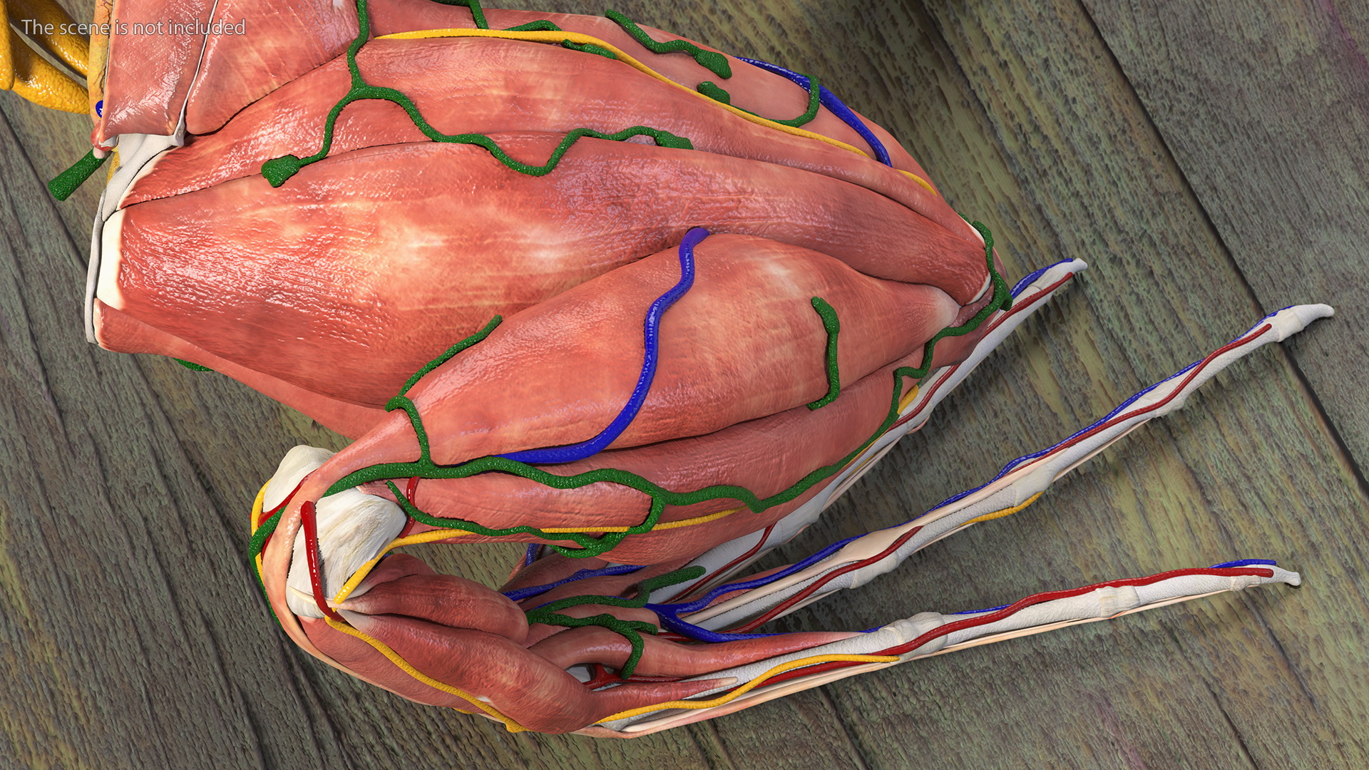3D model Frog Anatomy Right Side Transparent