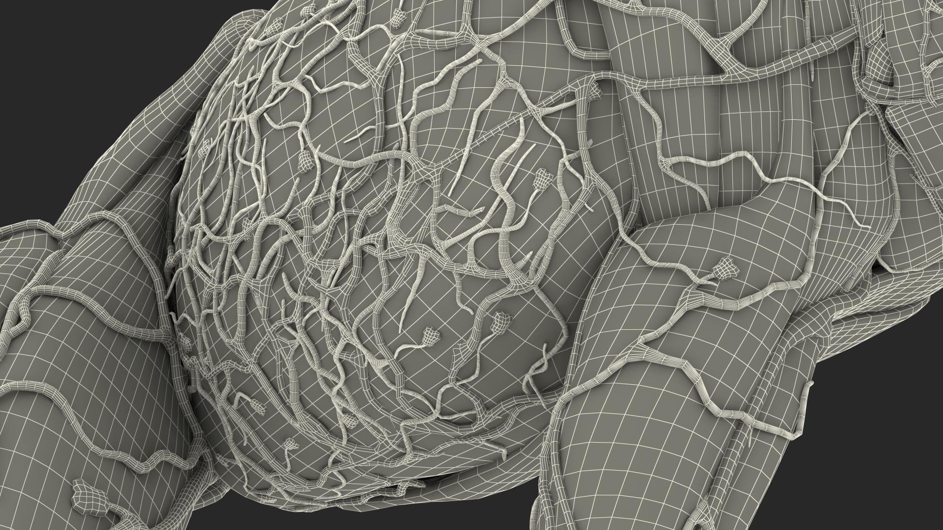 3D model Frog Anatomy Right Side Transparent