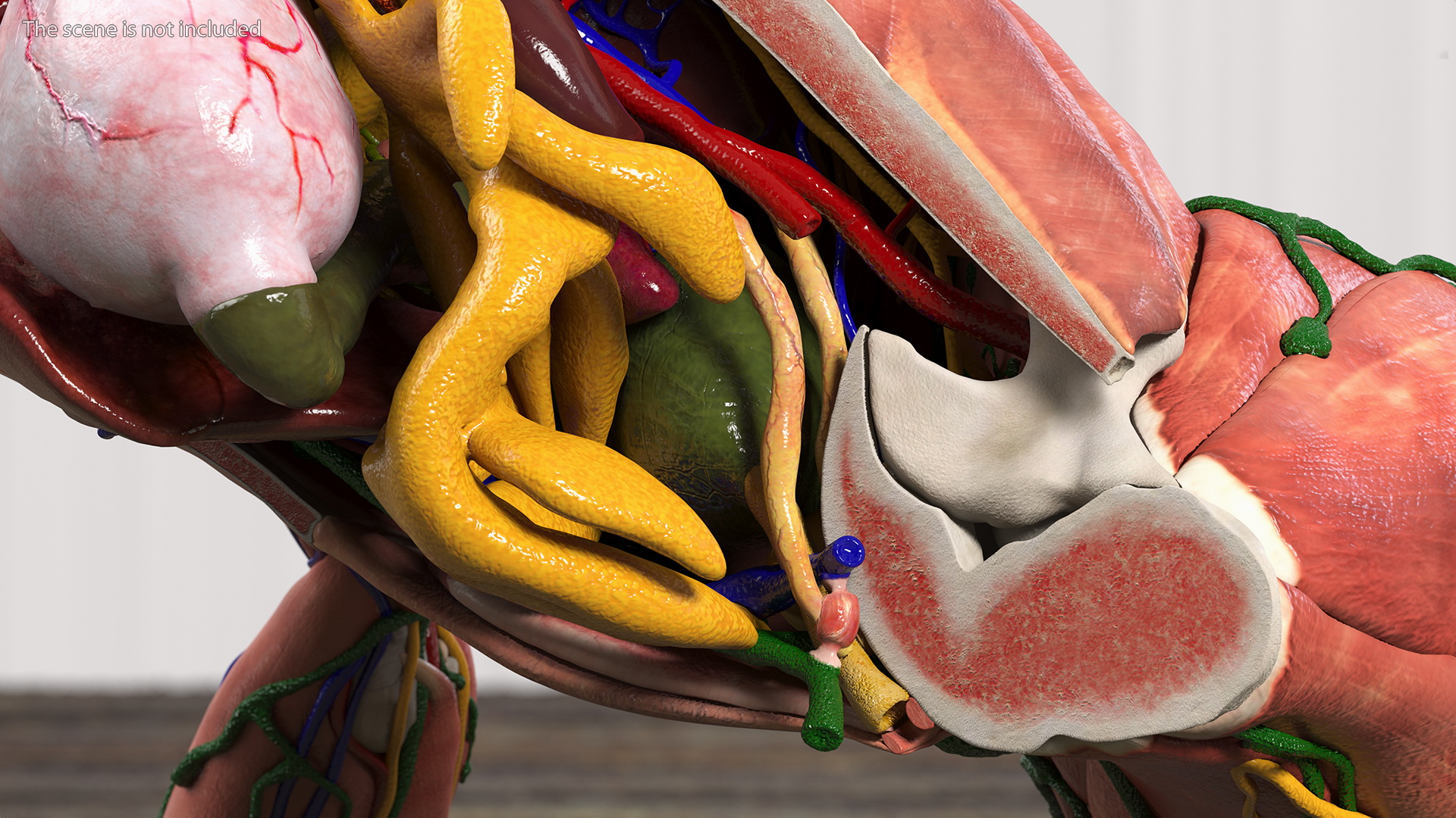 3D model Frog Anatomy Right Side Transparent