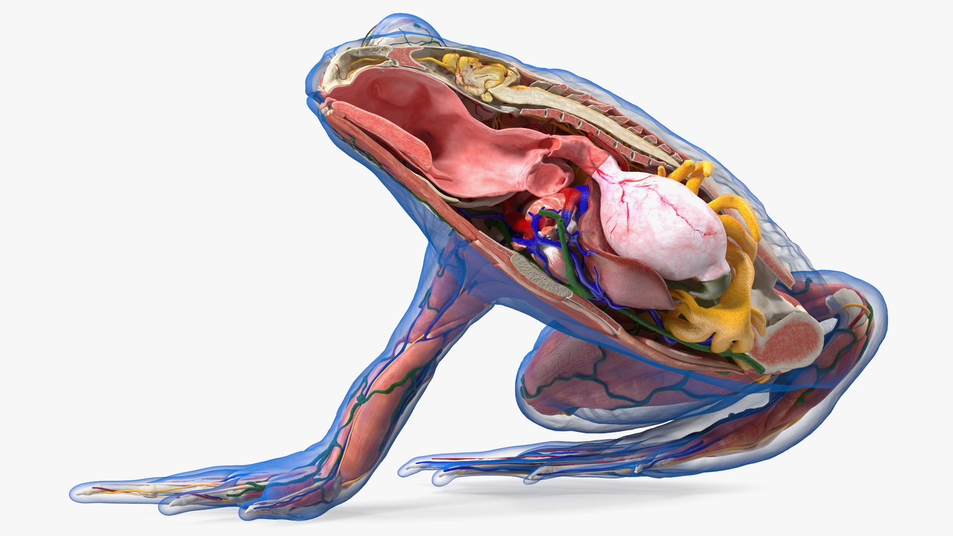3D model Frog Anatomy Right Side Transparent