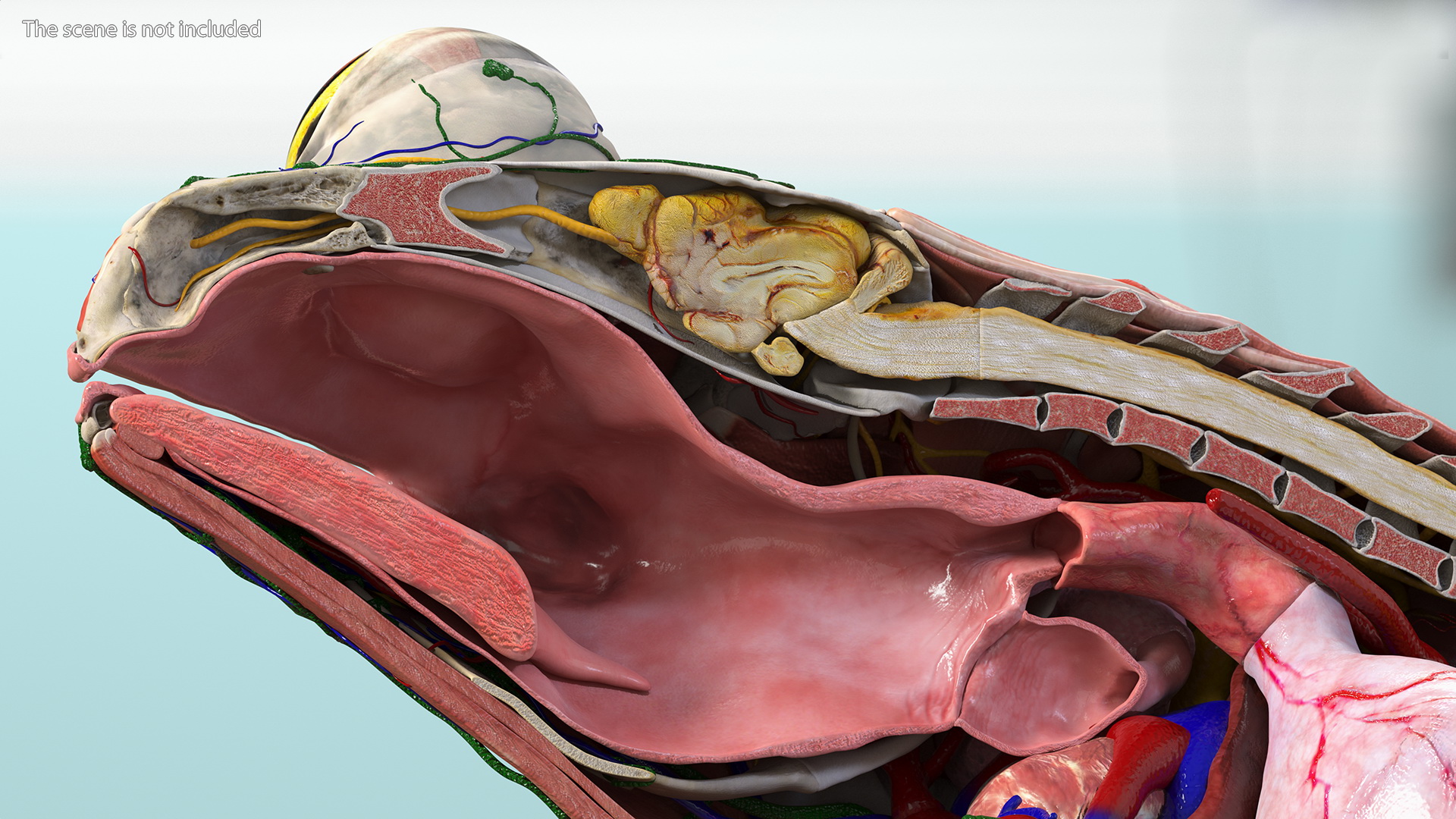 3D model Frog Anatomy Right Side Transparent
