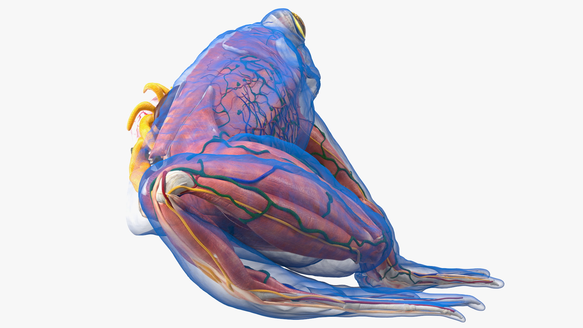 3D model Frog Anatomy Right Side Transparent