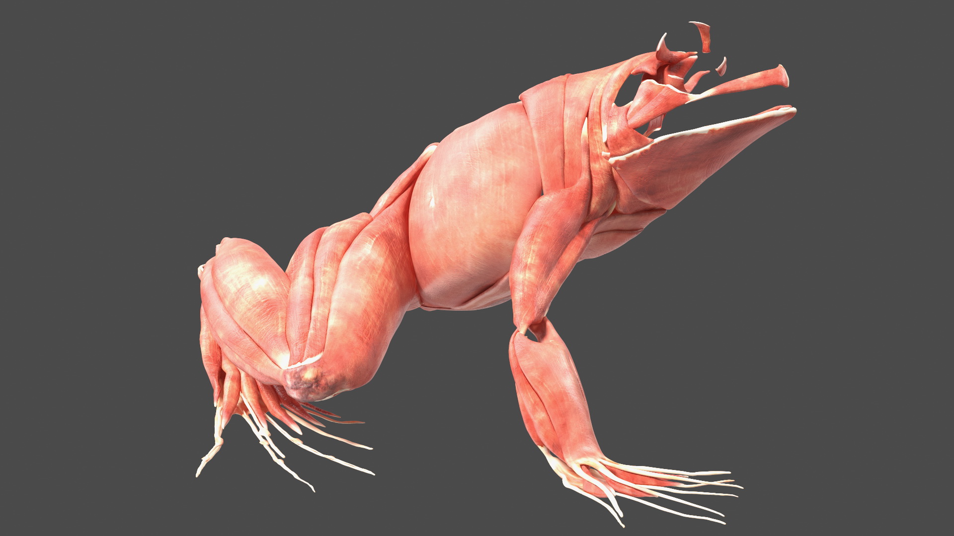 3D model Frog Anatomy Right Side Transparent