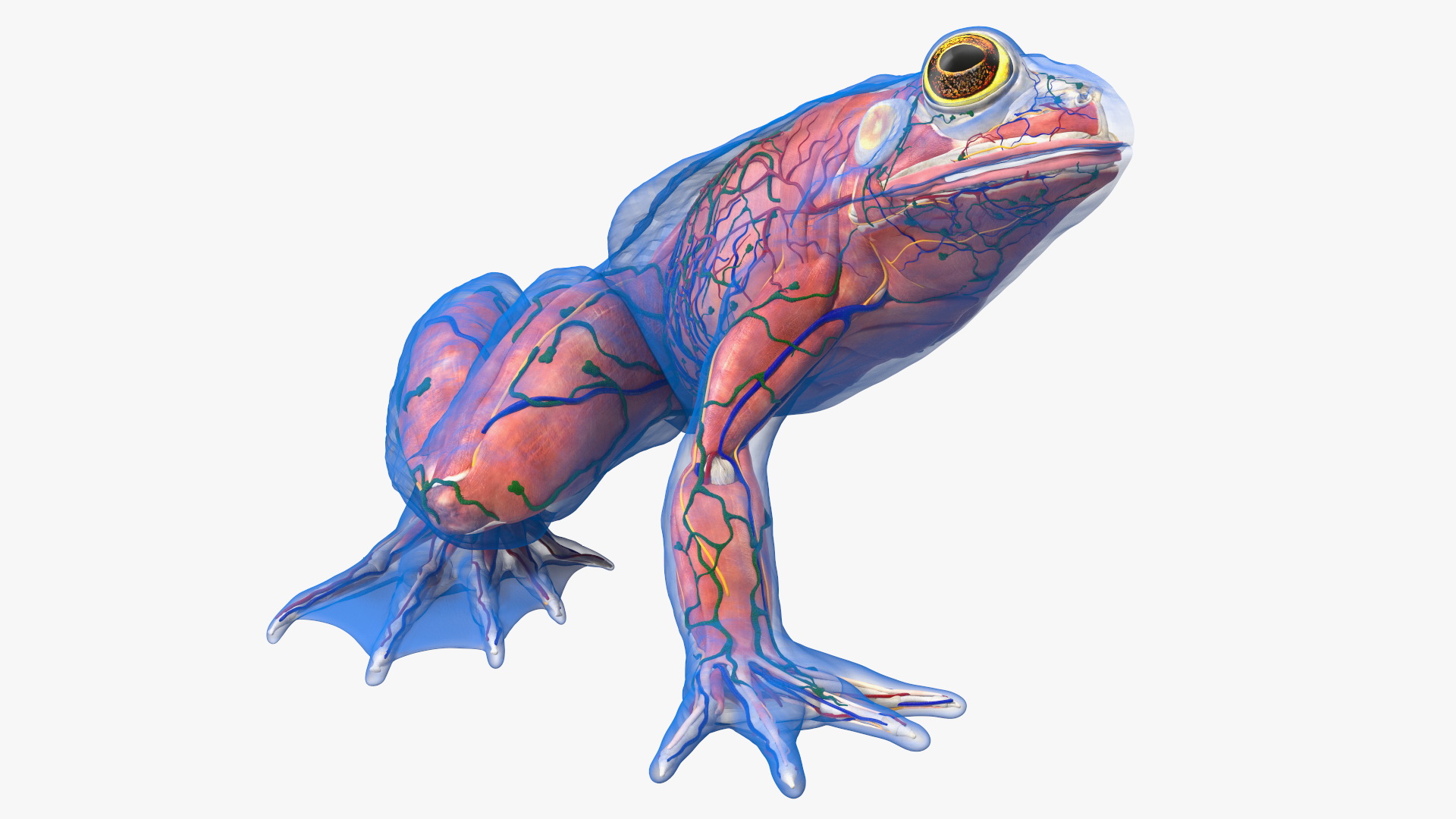 3D model Frog Anatomy Right Side Transparent