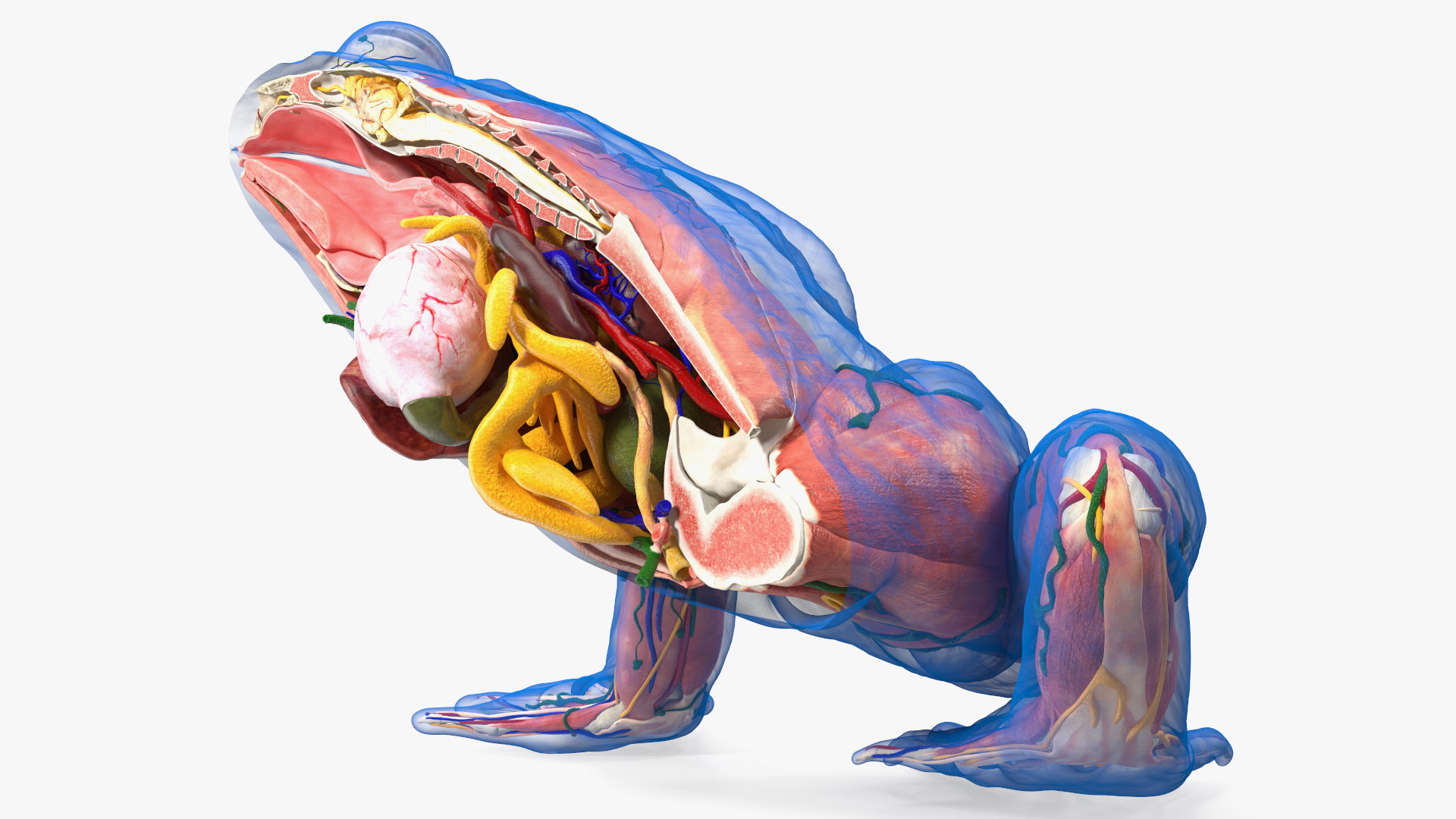 3D model Frog Anatomy Right Side Transparent