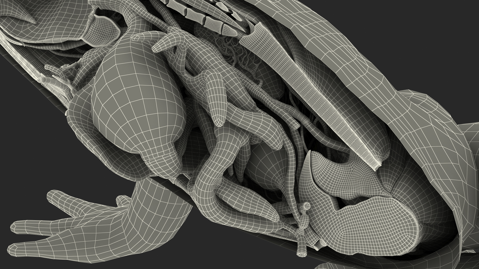 3D model Frog Anatomy Right Side Transparent