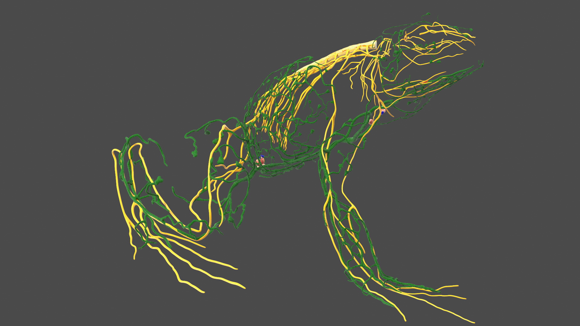 3D model Frog Anatomy Right Side Transparent