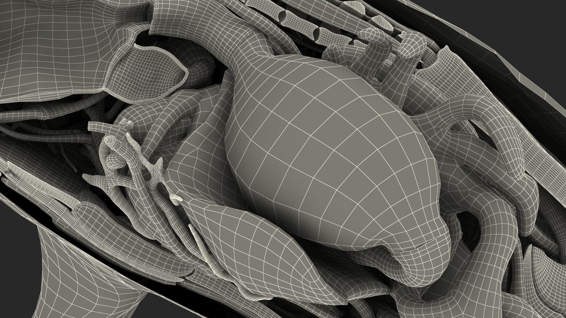3D model Frog Anatomy Right Side Transparent