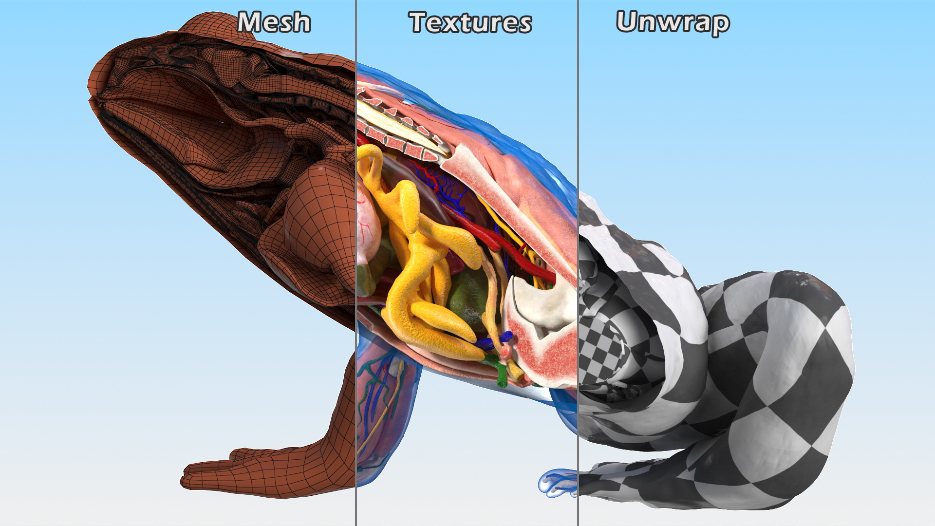 3D model Frog Anatomy Right Side Transparent