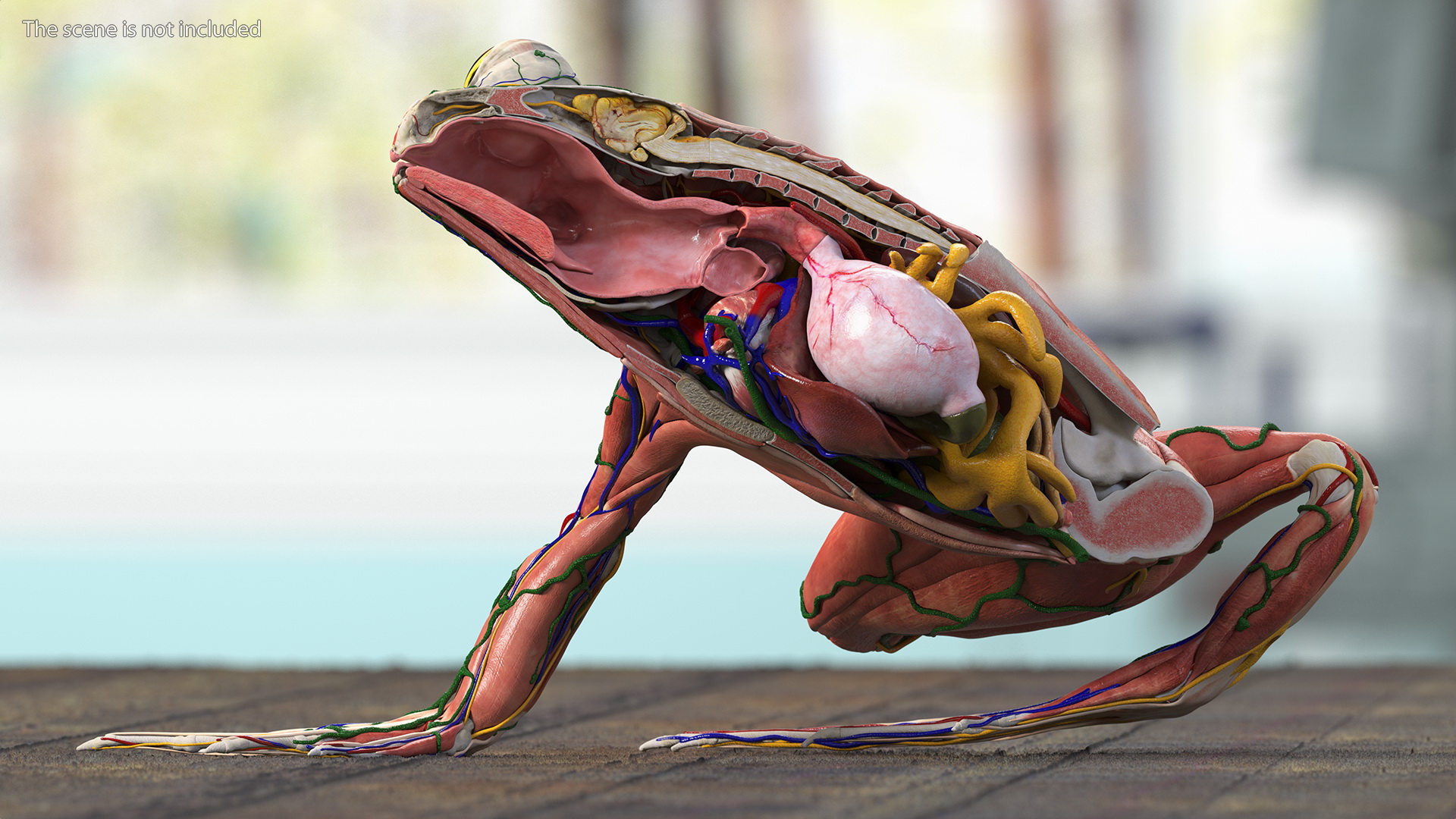 3D model Frog Anatomy Right Side Transparent