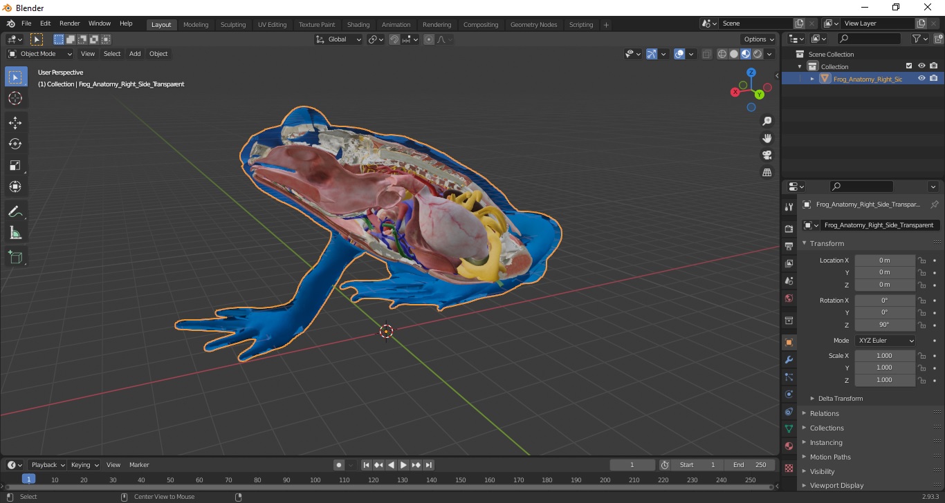 3D model Frog Anatomy Right Side Transparent