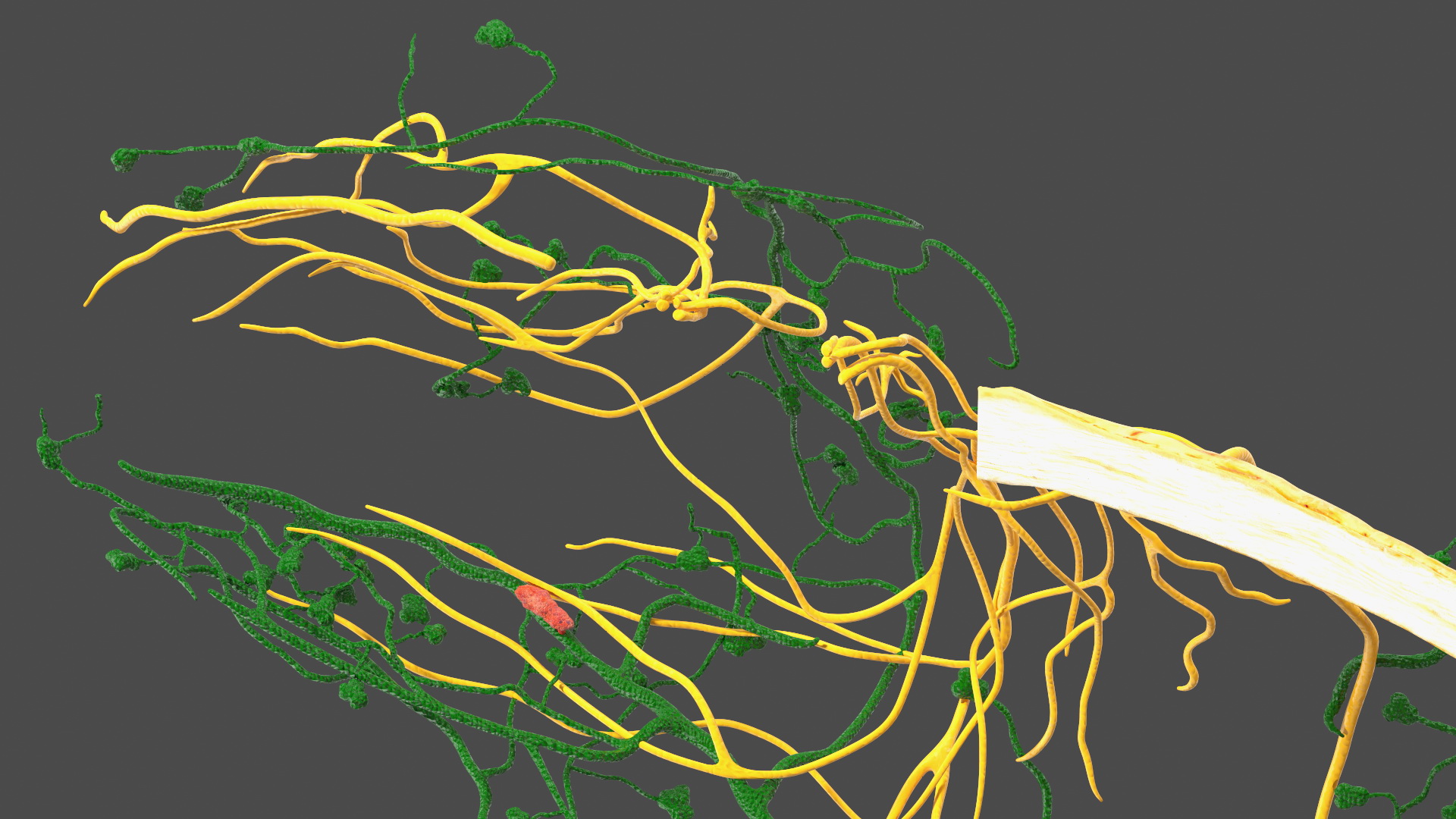 3D model Frog Anatomy Right Side Transparent