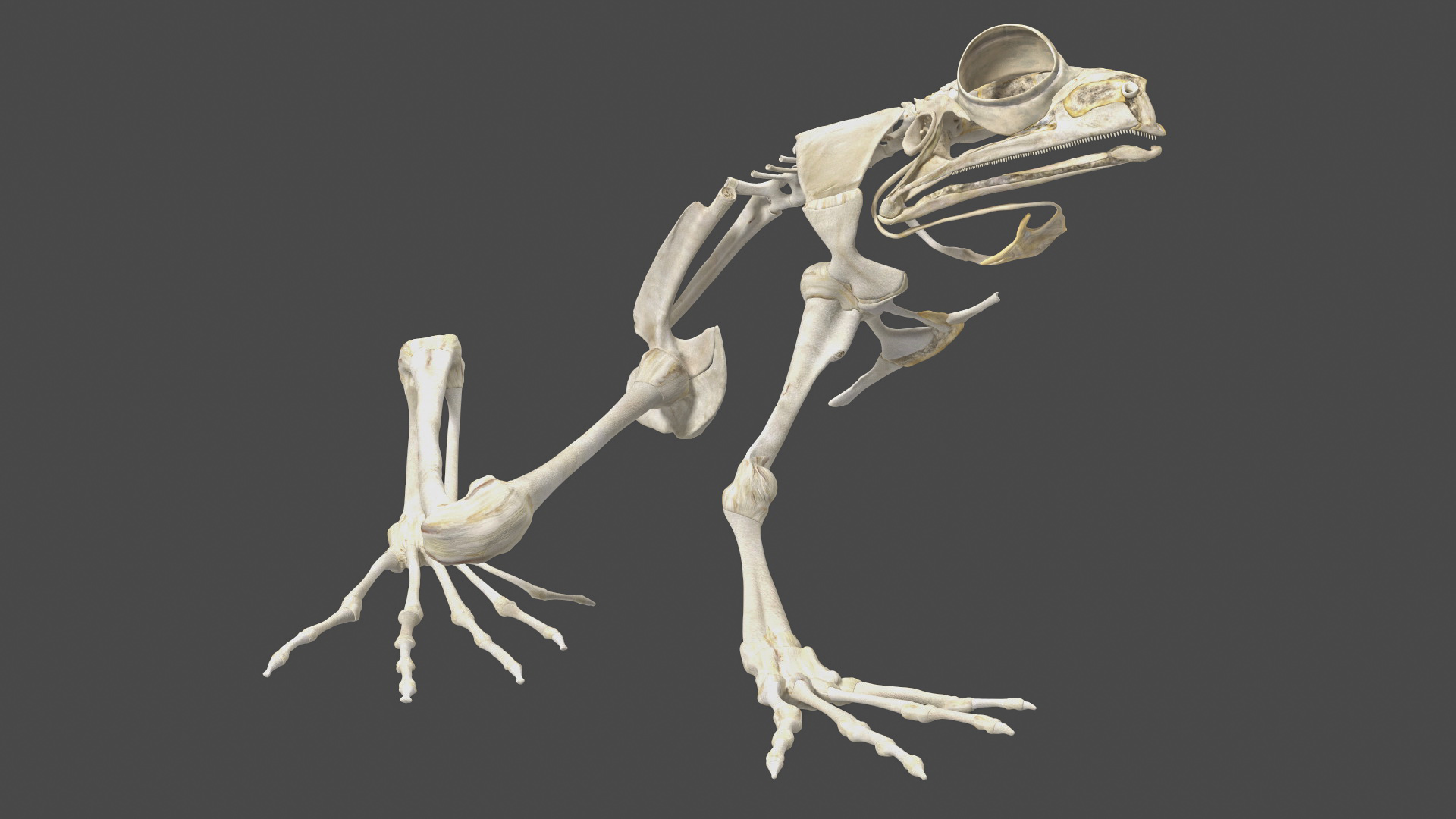 3D model Frog Anatomy Right Side Transparent