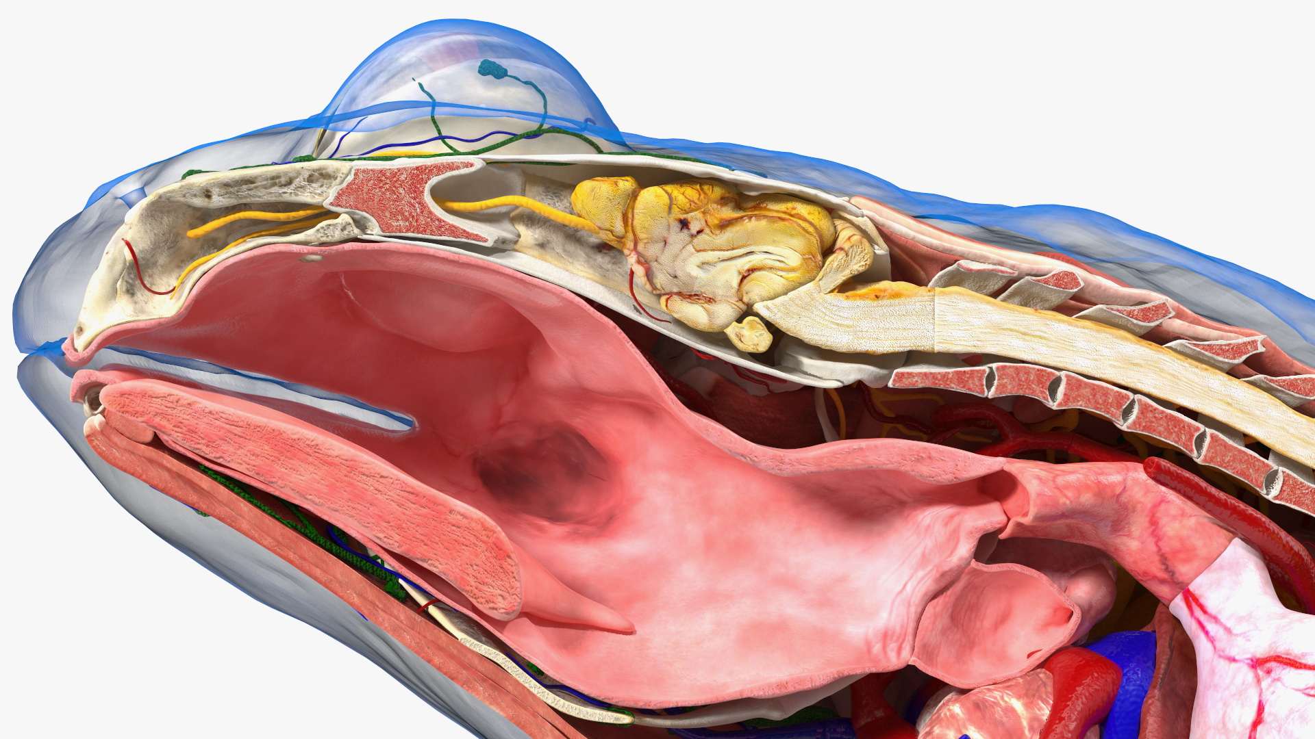 3D model Frog Anatomy Right Side Transparent