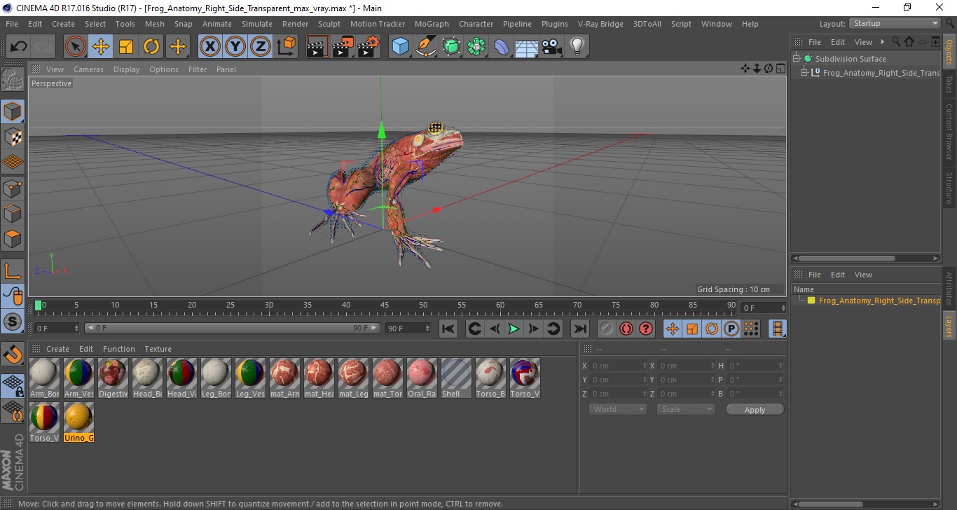 3D model Frog Anatomy Right Side Transparent