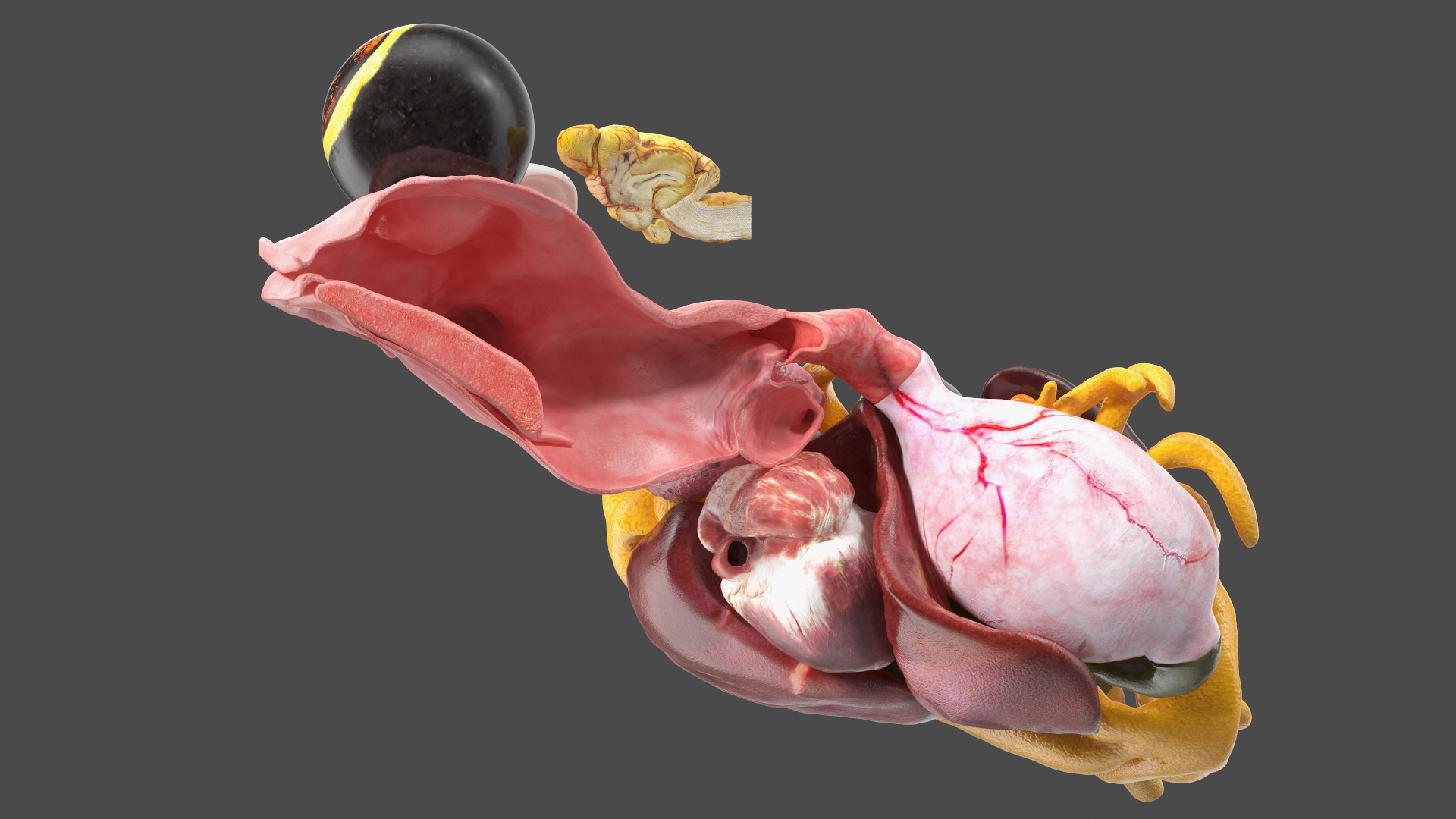 3D model Frog Anatomy Right Side Transparent