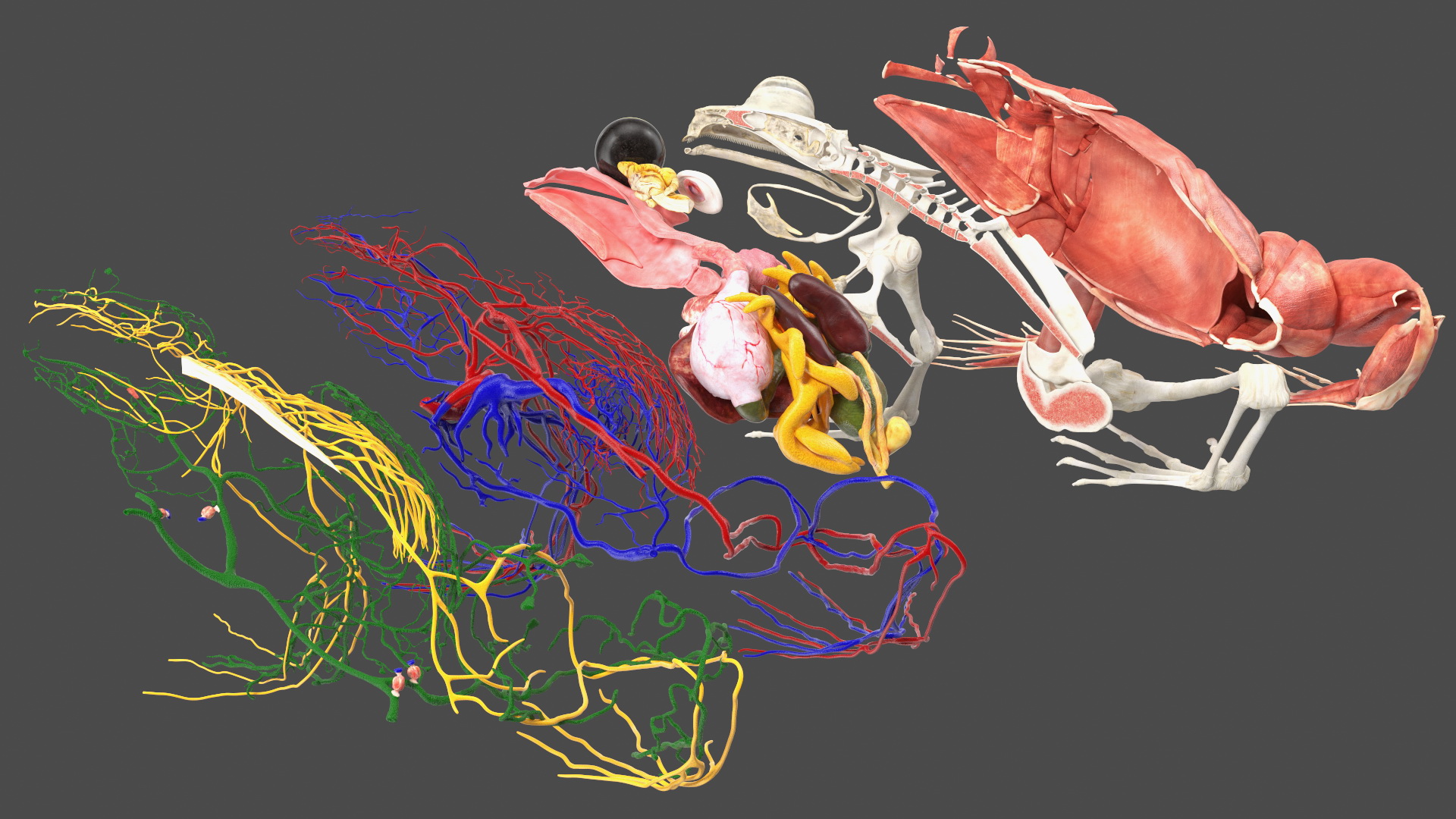 3D model Frog Anatomy Right Side Transparent