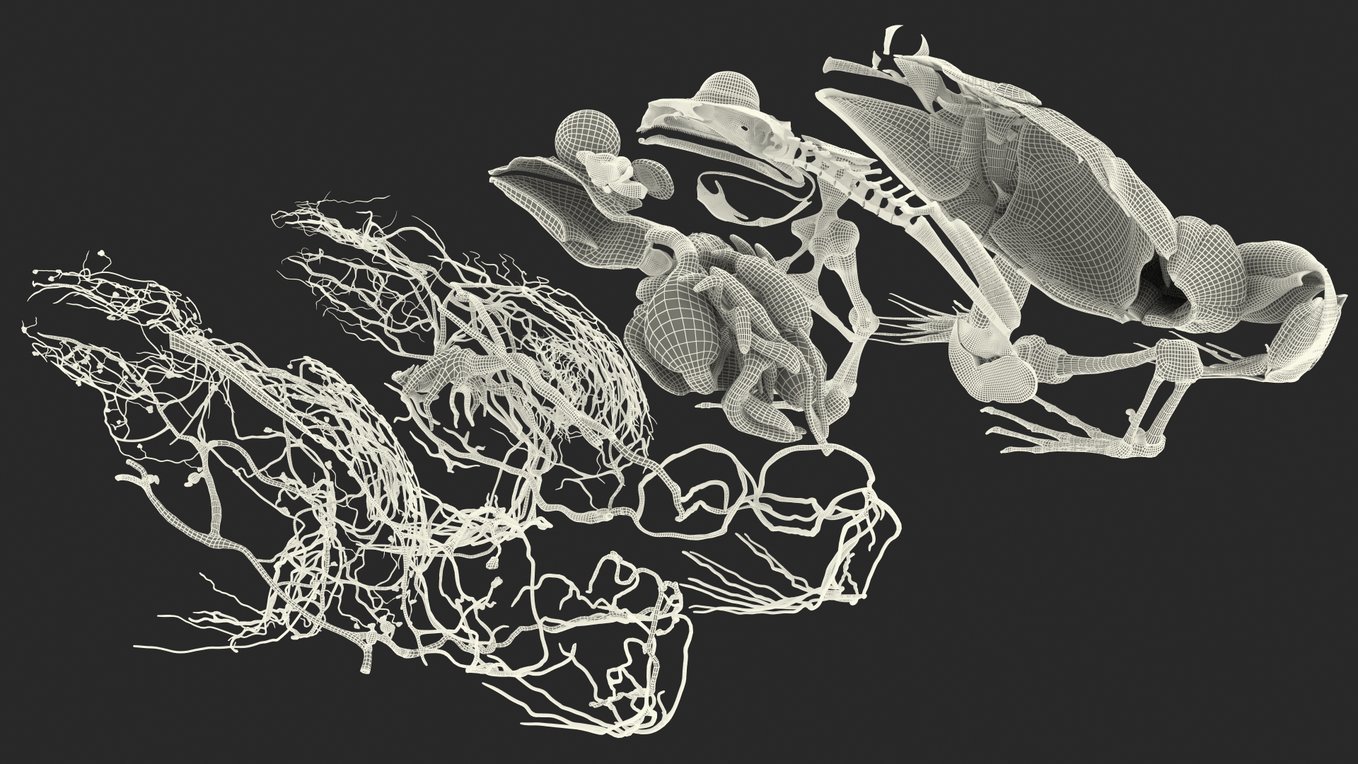 3D model Frog Anatomy Right Side Transparent