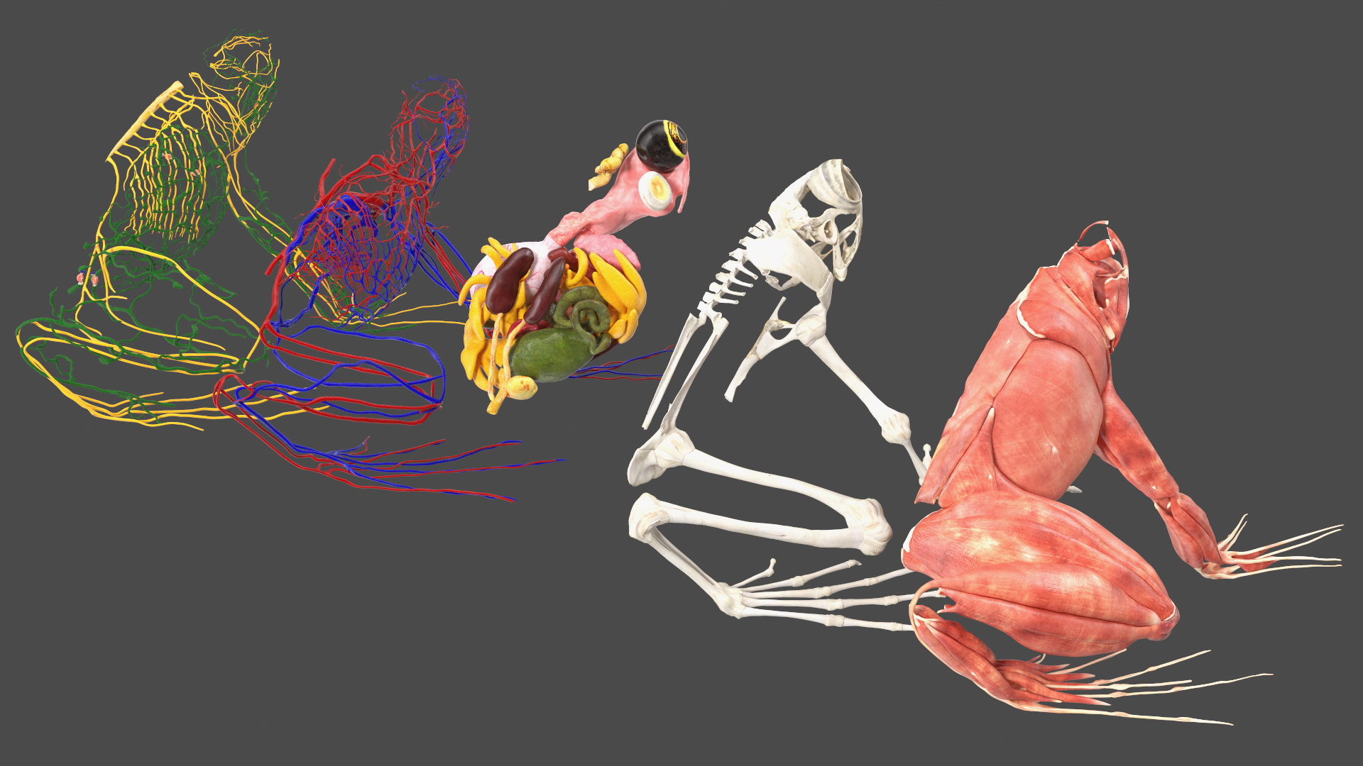 3D model Frog Anatomy Right Side Transparent