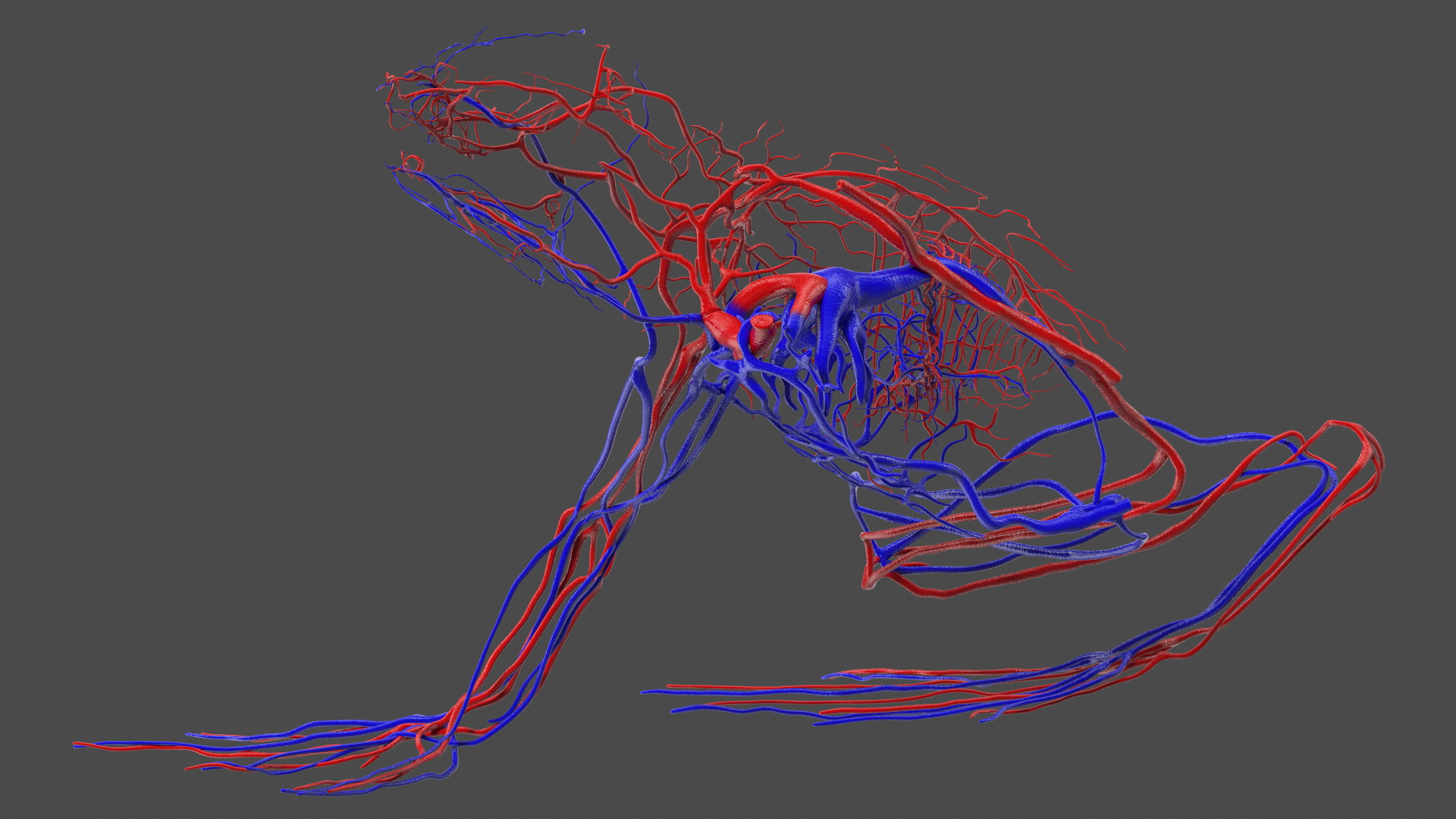 3D model Frog Anatomy Right Side Transparent