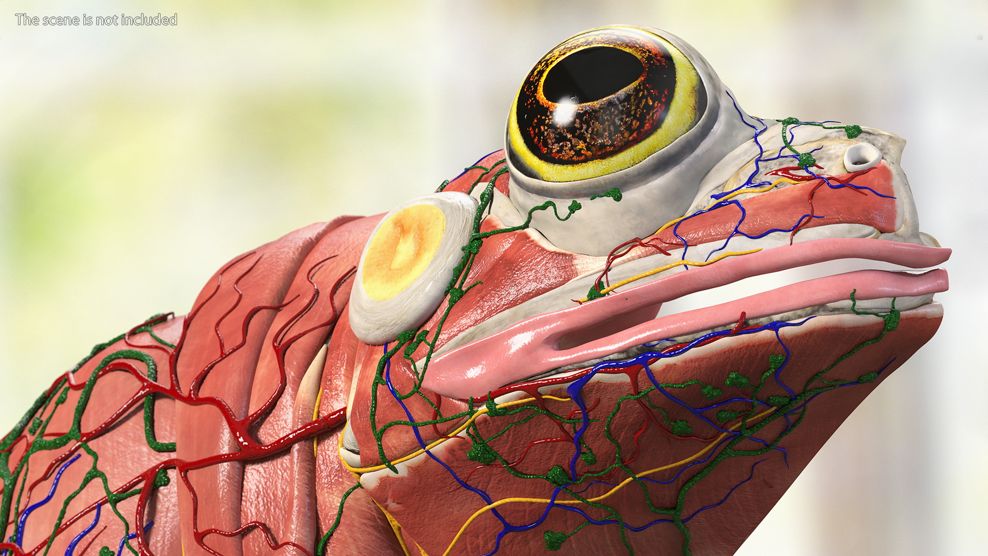 3D model Frog Anatomy Right Side Transparent