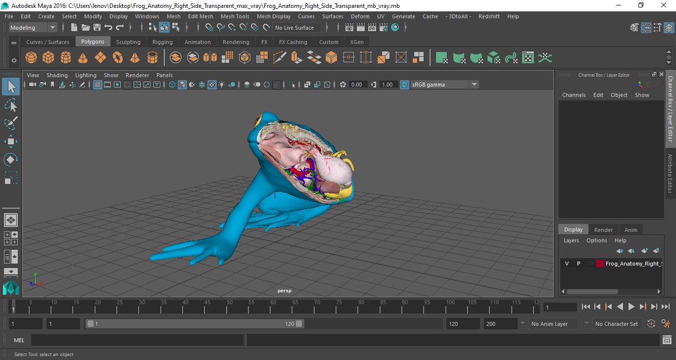 3D model Frog Anatomy Right Side Transparent