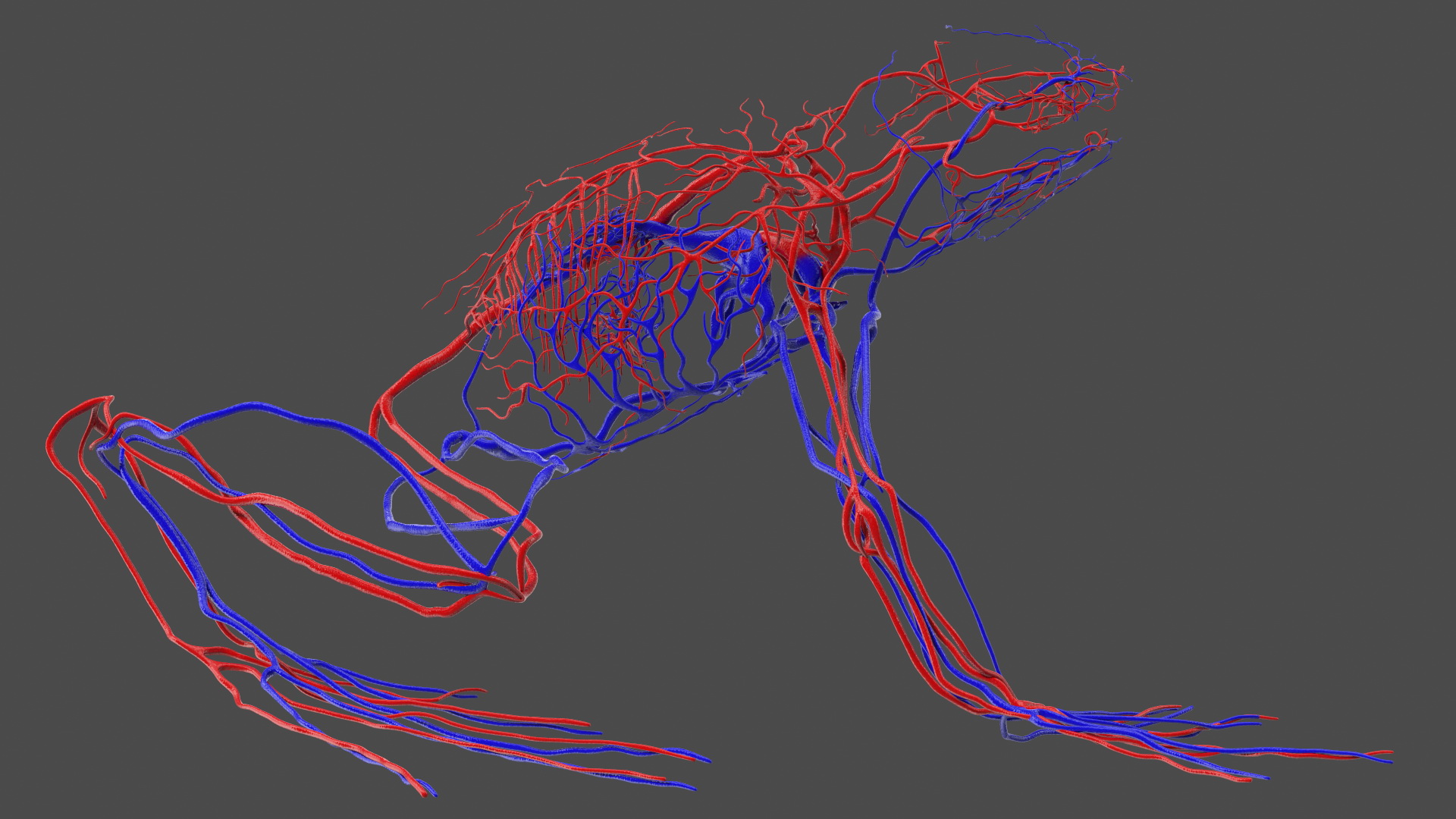 3D model Frog Anatomy Right Side Transparent
