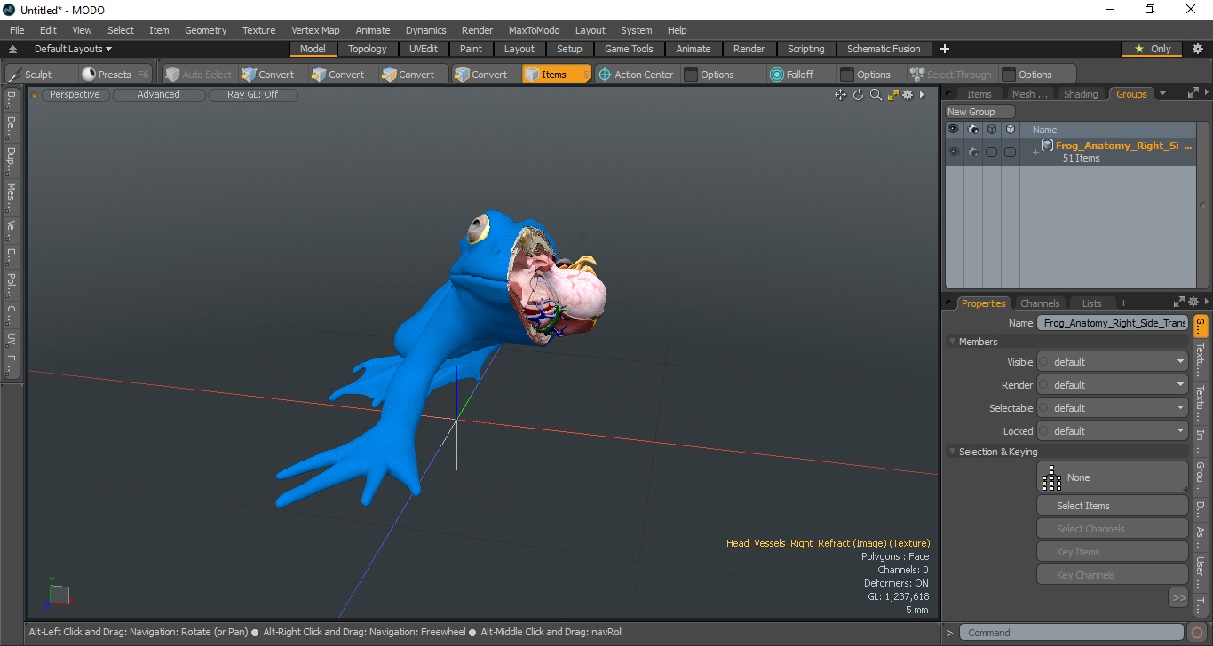 3D model Frog Anatomy Right Side Transparent
